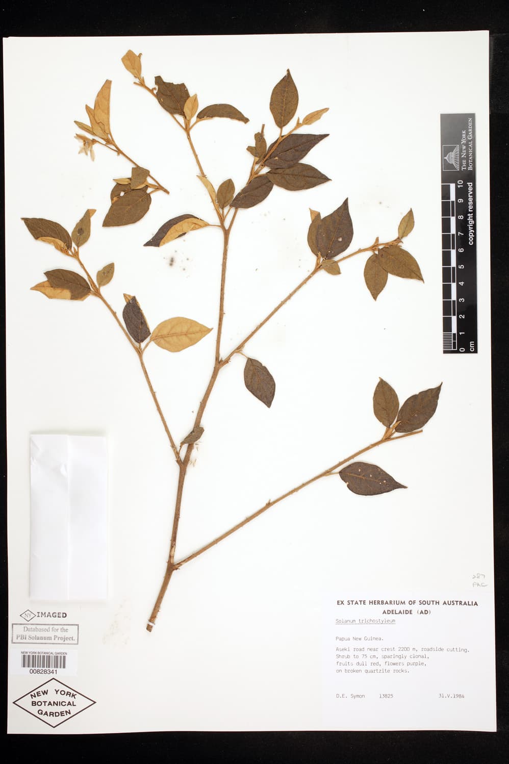 Solanum expedunculatum