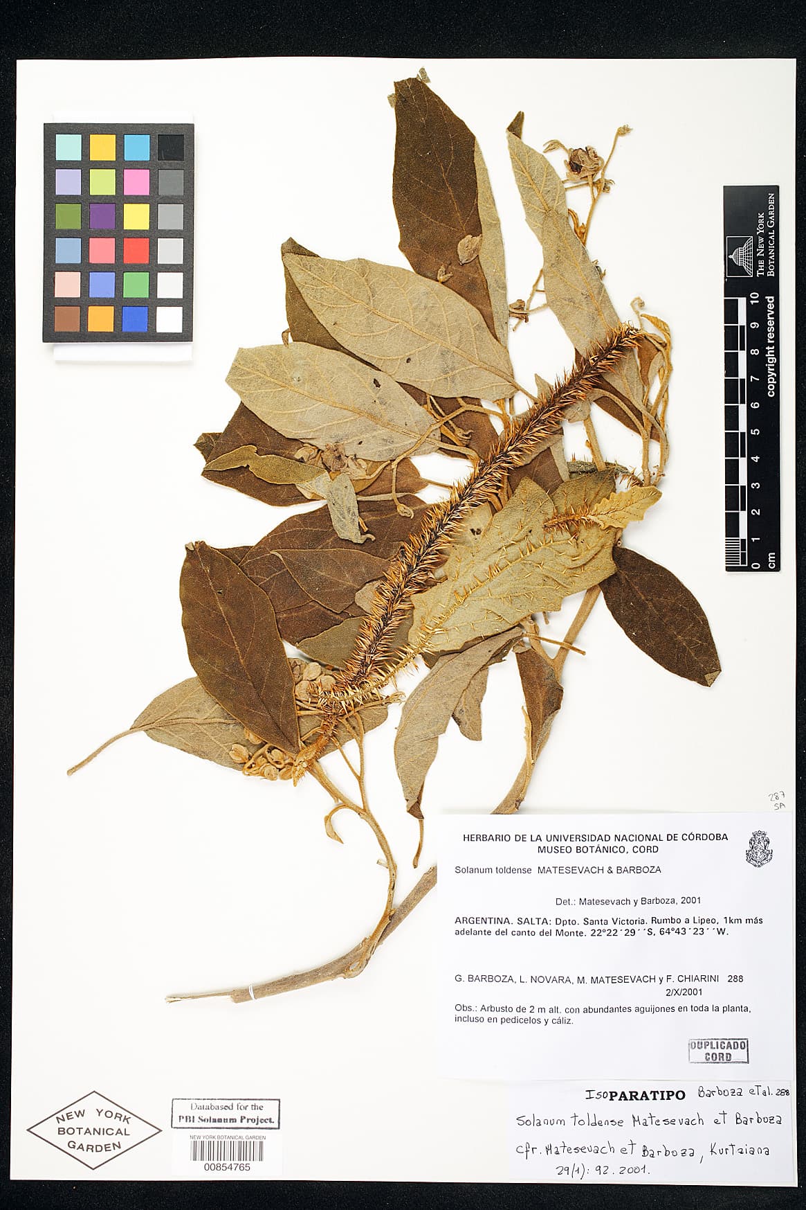 Solanum toldense