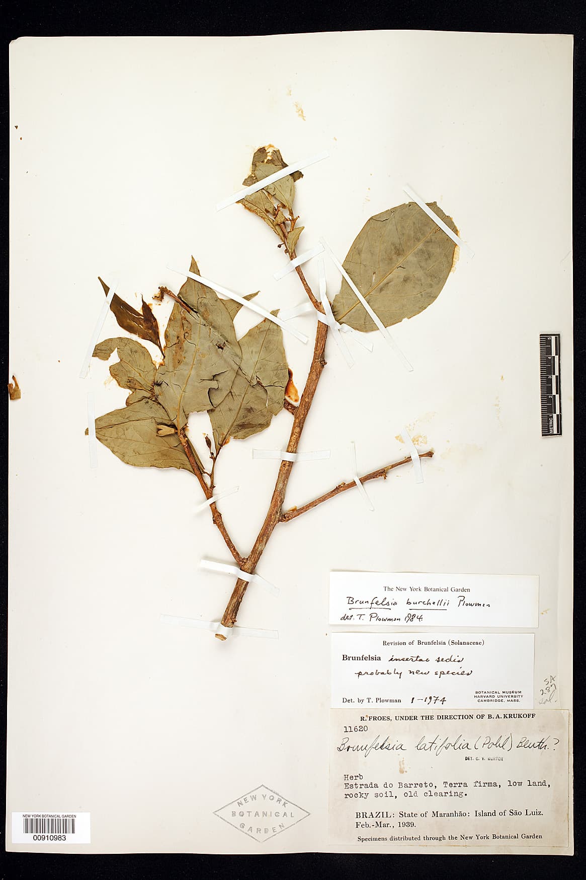 Brunfelsia burchellii