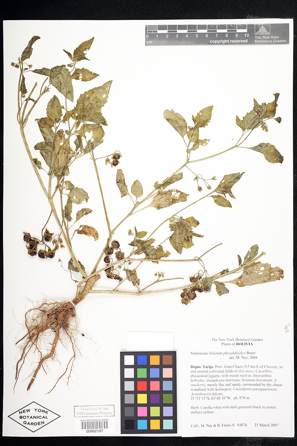 Solanum michaelis