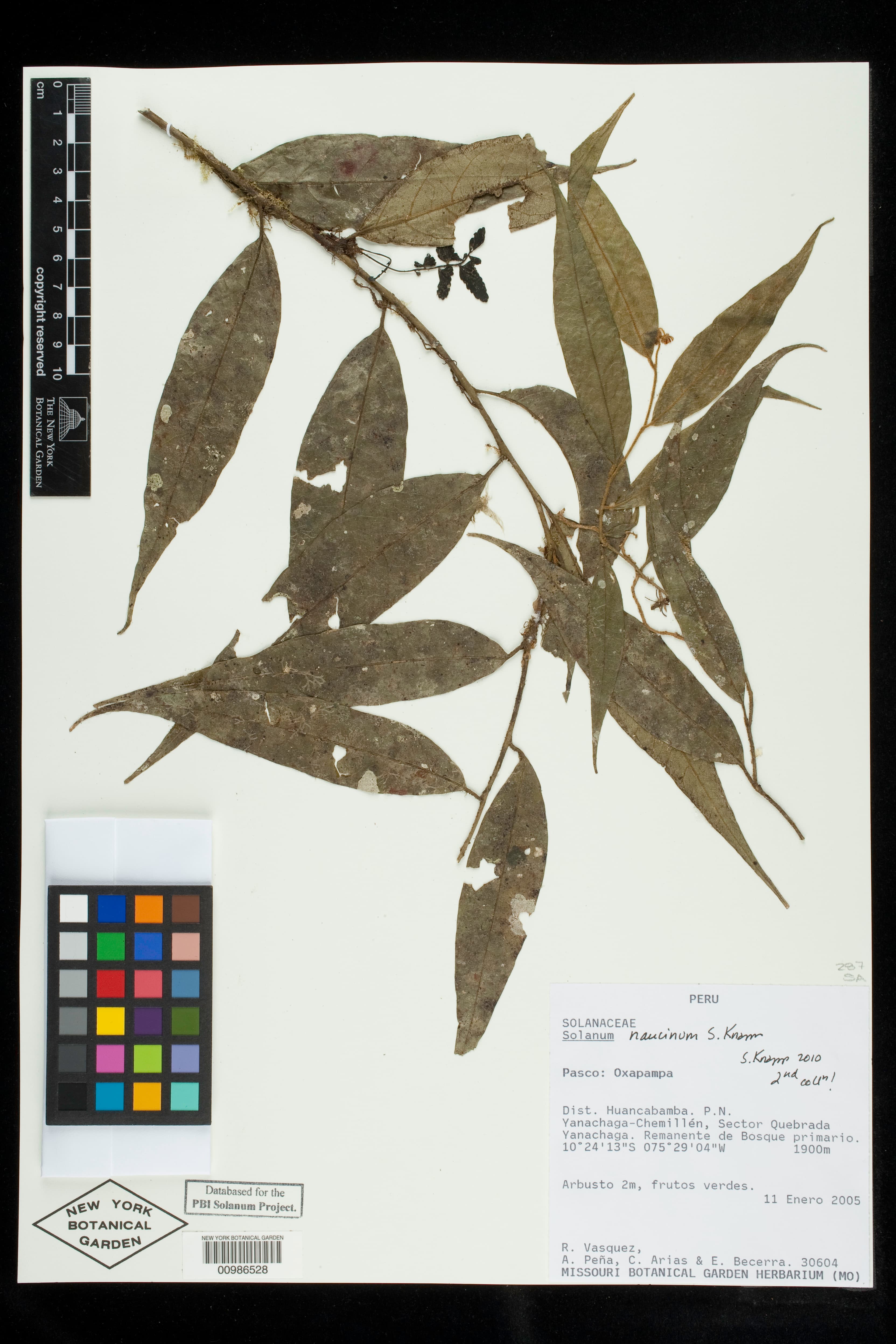 Solanum naucinum