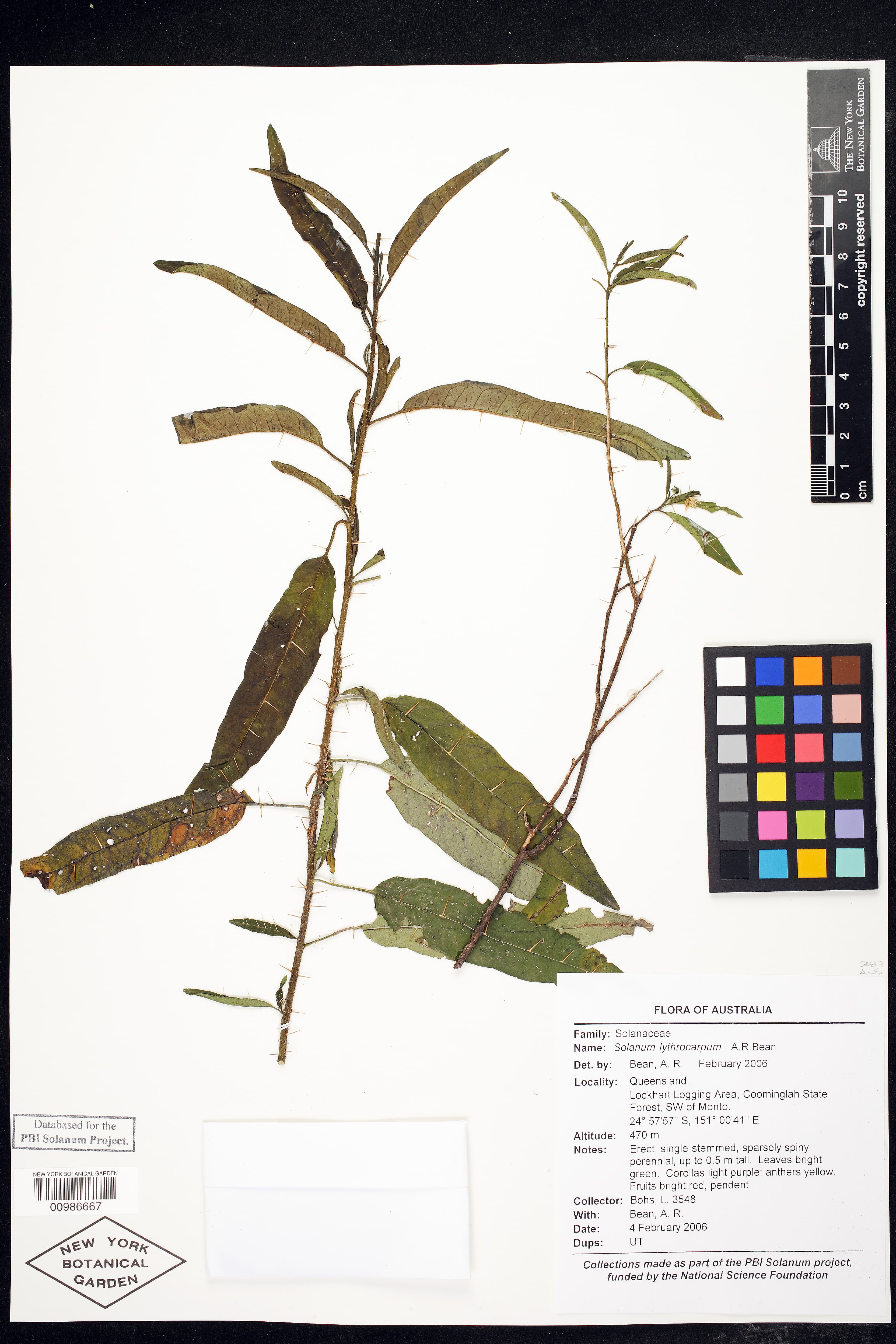 Solanum lythrocarpum