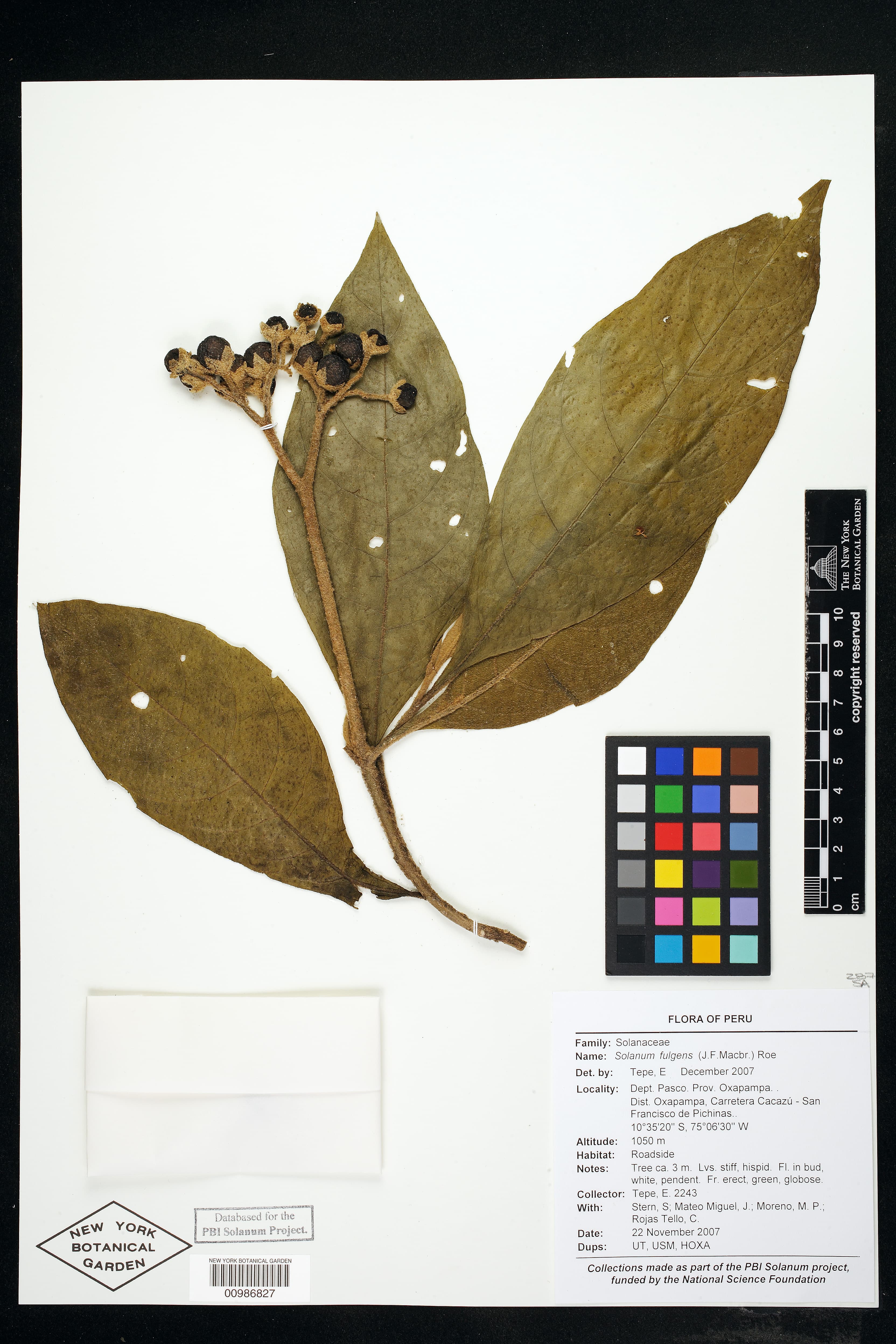 Solanum fulgens