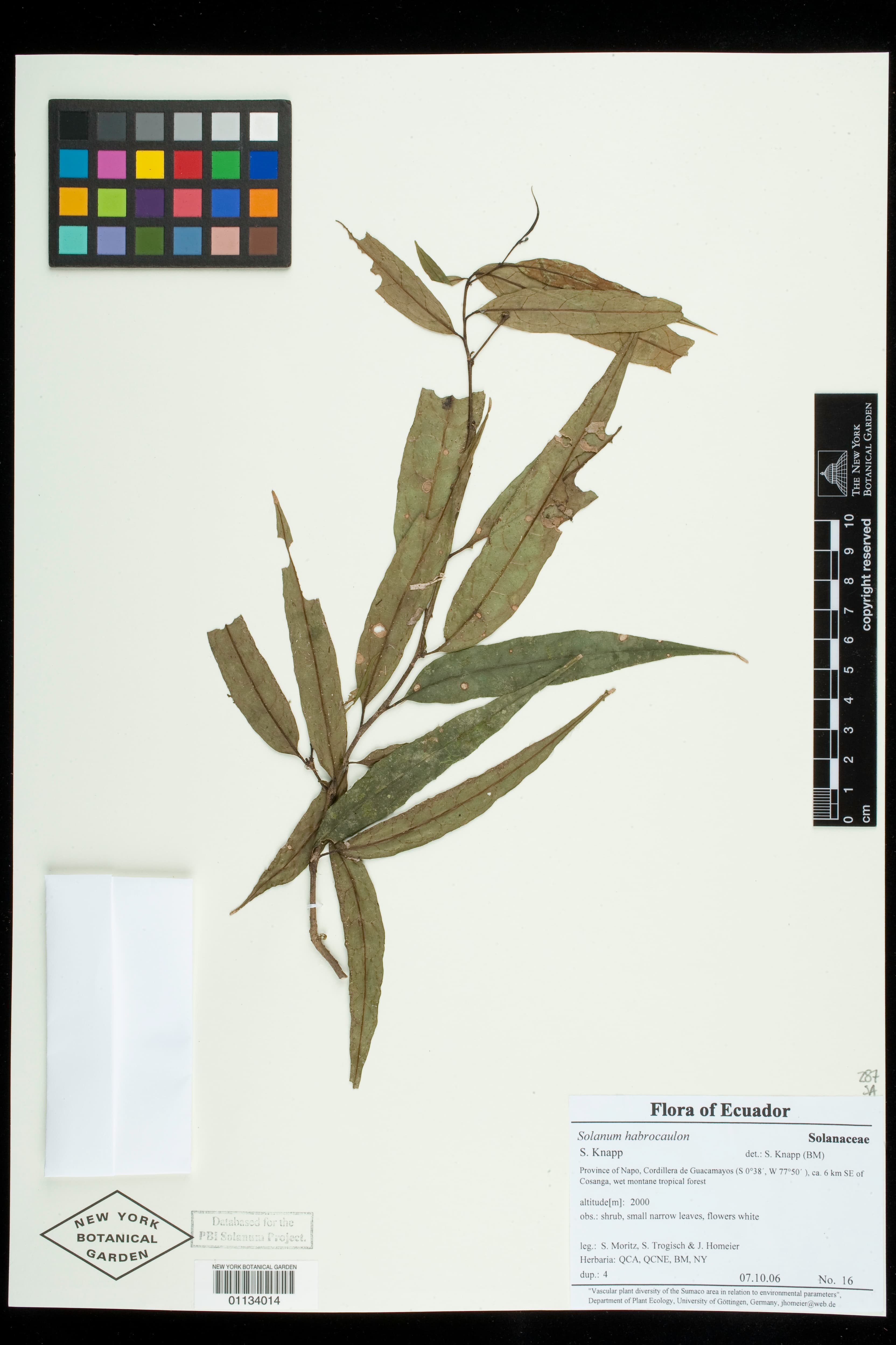 Solanum habrocaulon