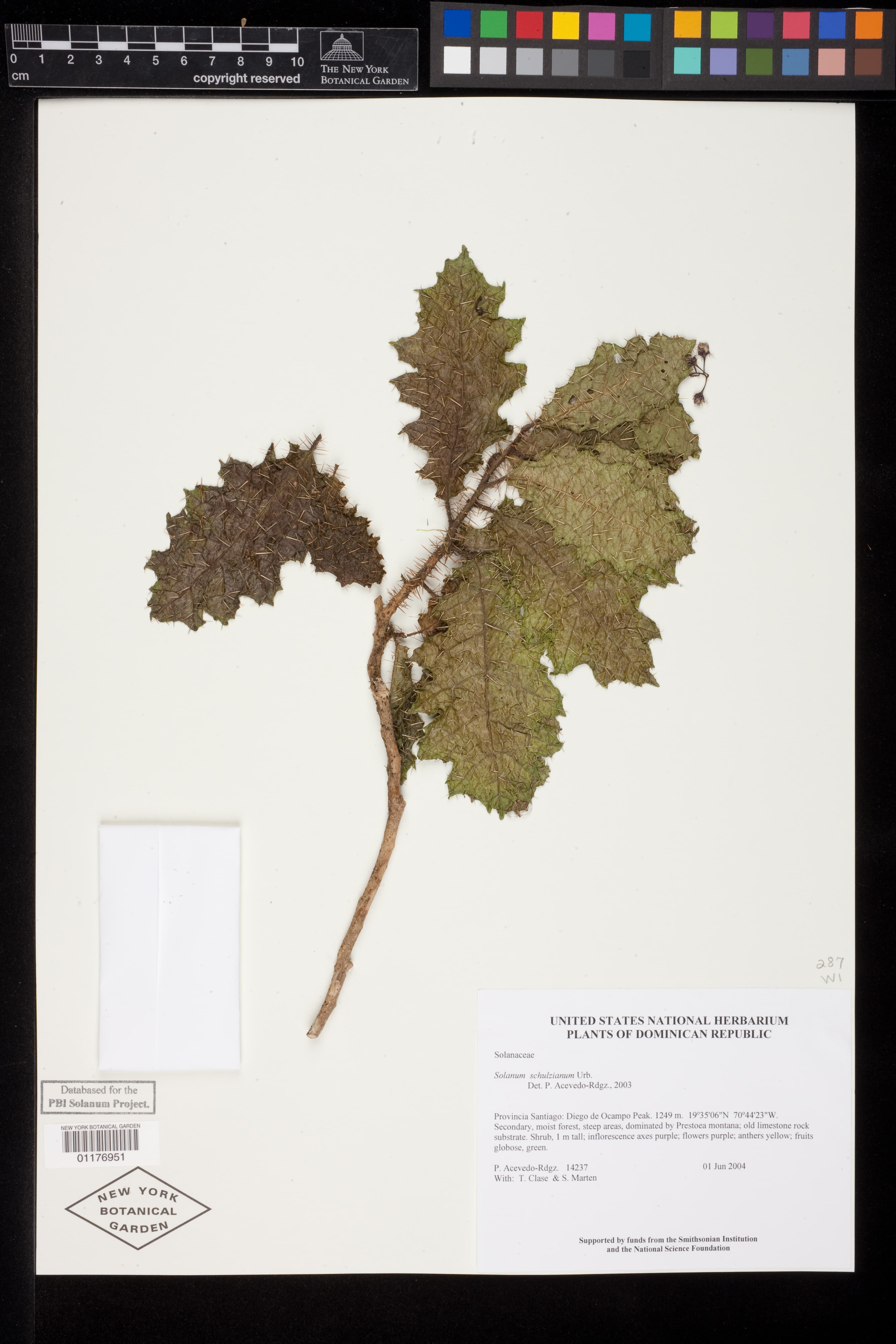 Solanum schulzianum