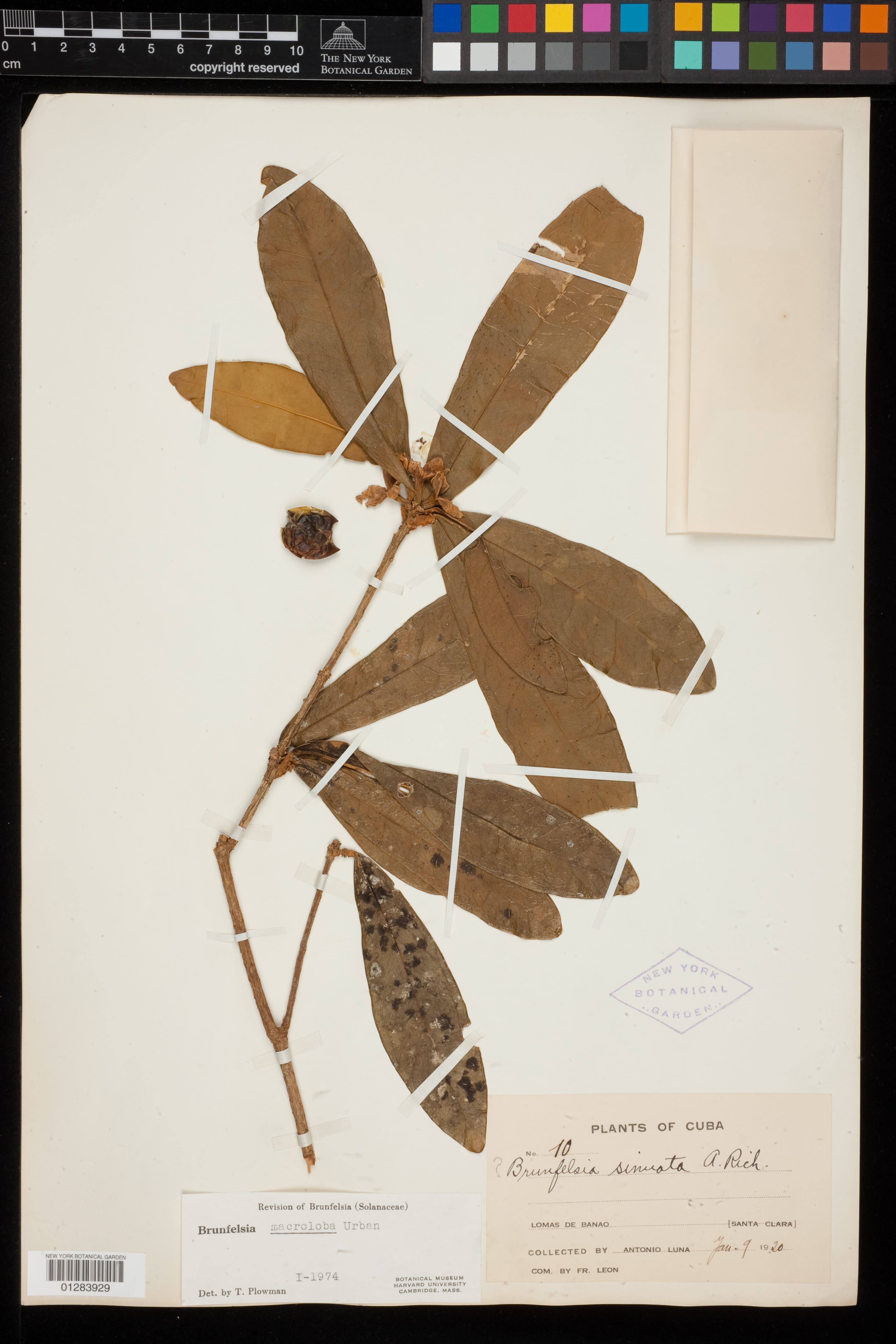 Brunfelsia macroloba