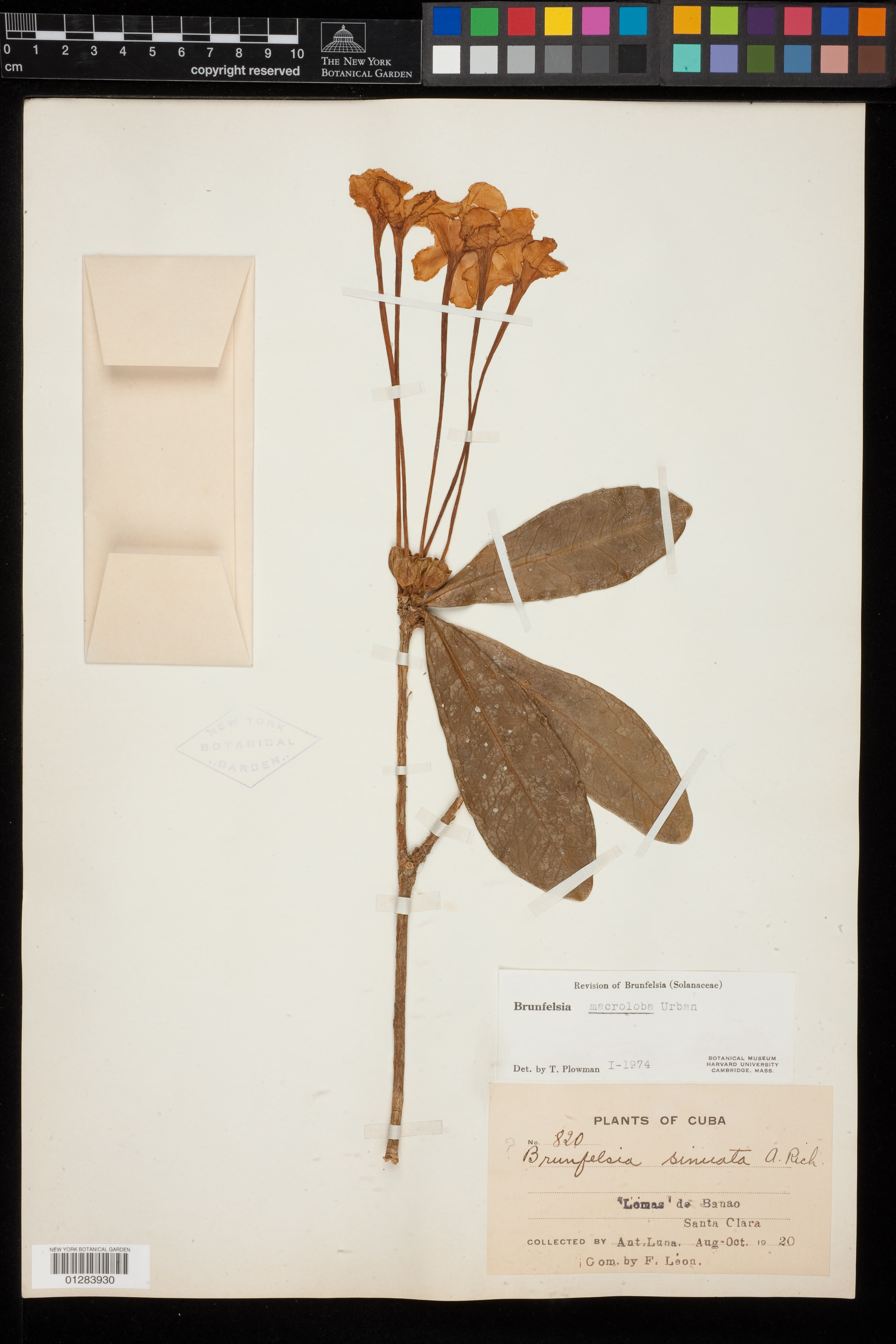 Brunfelsia macroloba
