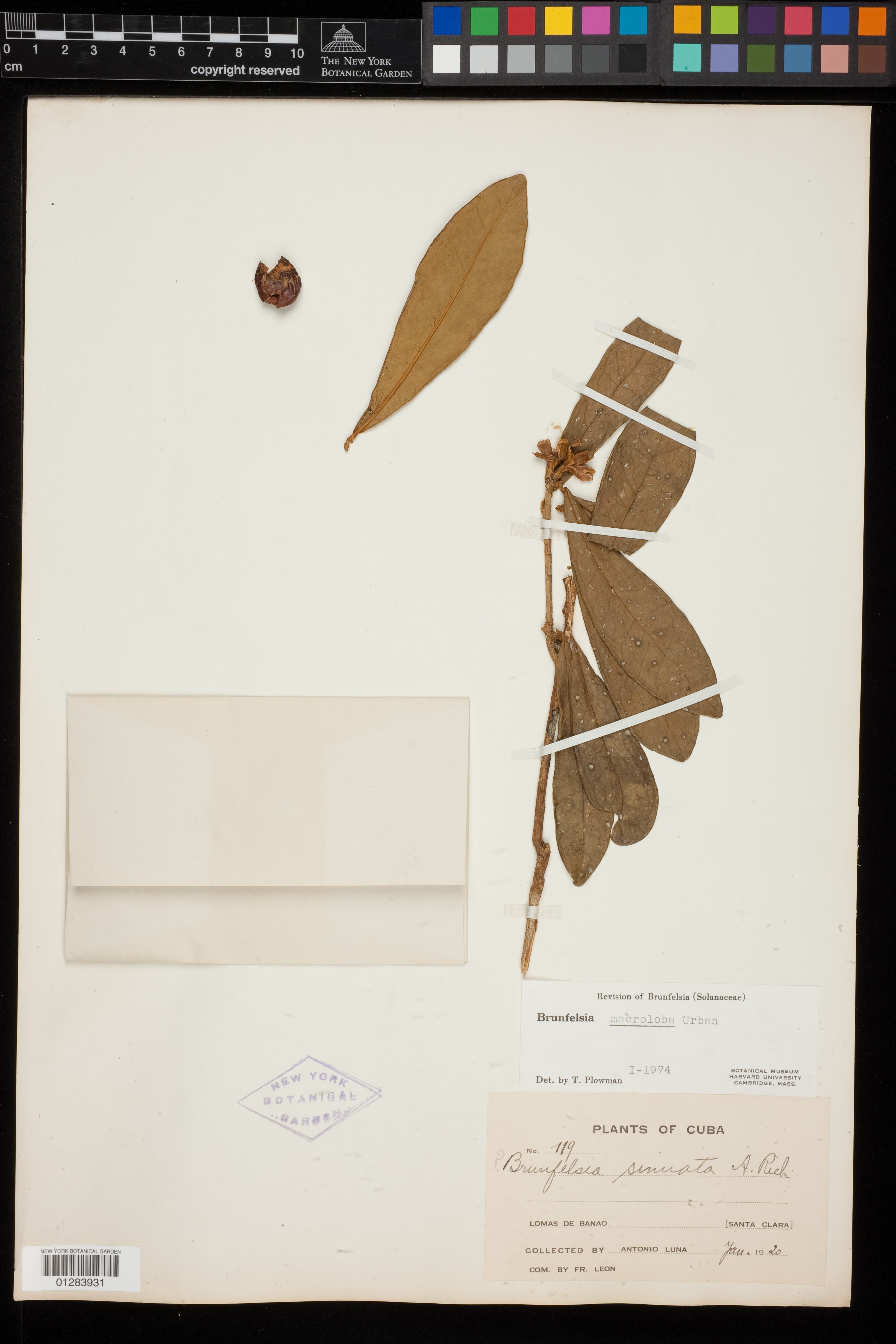 Brunfelsia macroloba