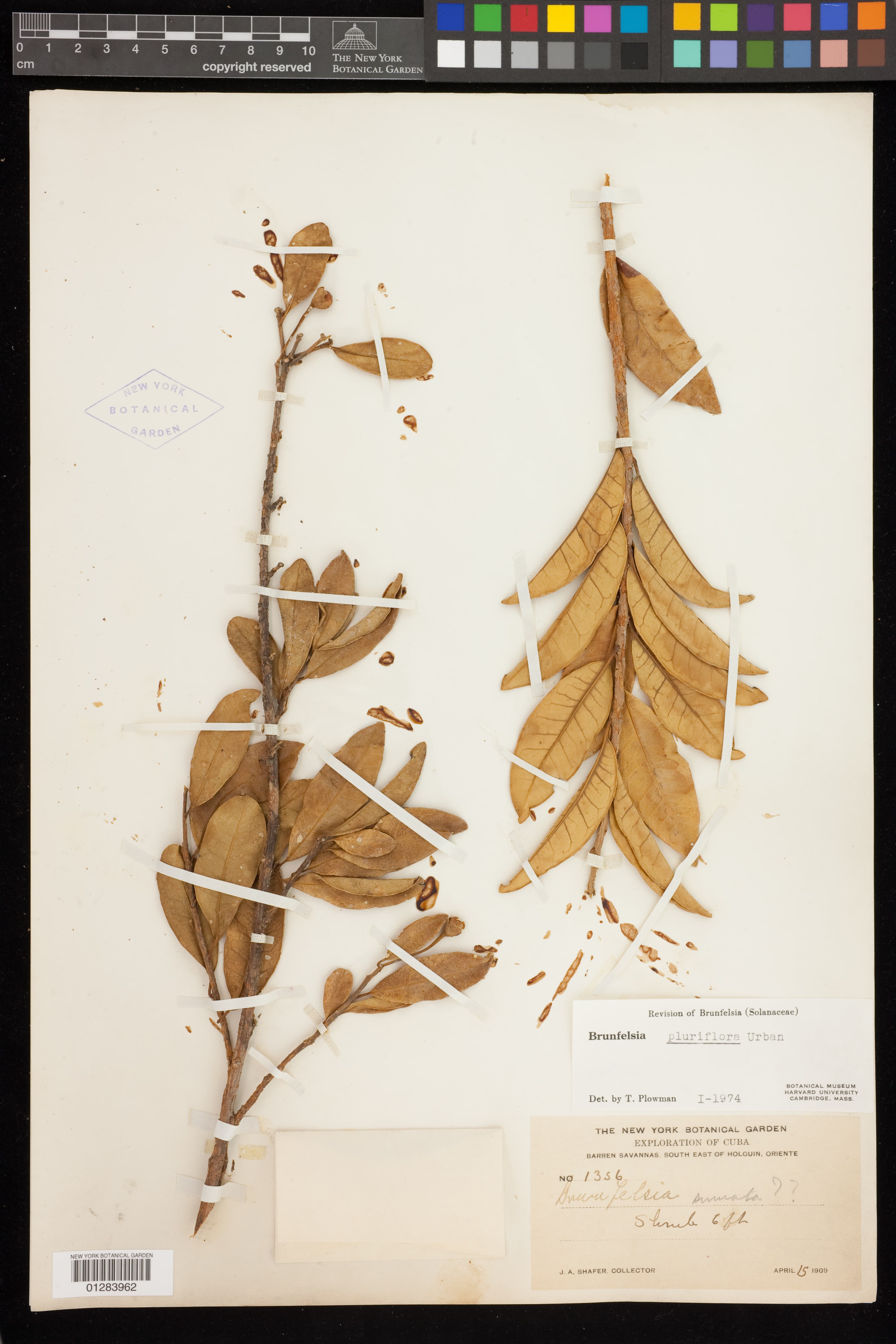 Brunfelsia pluriflora