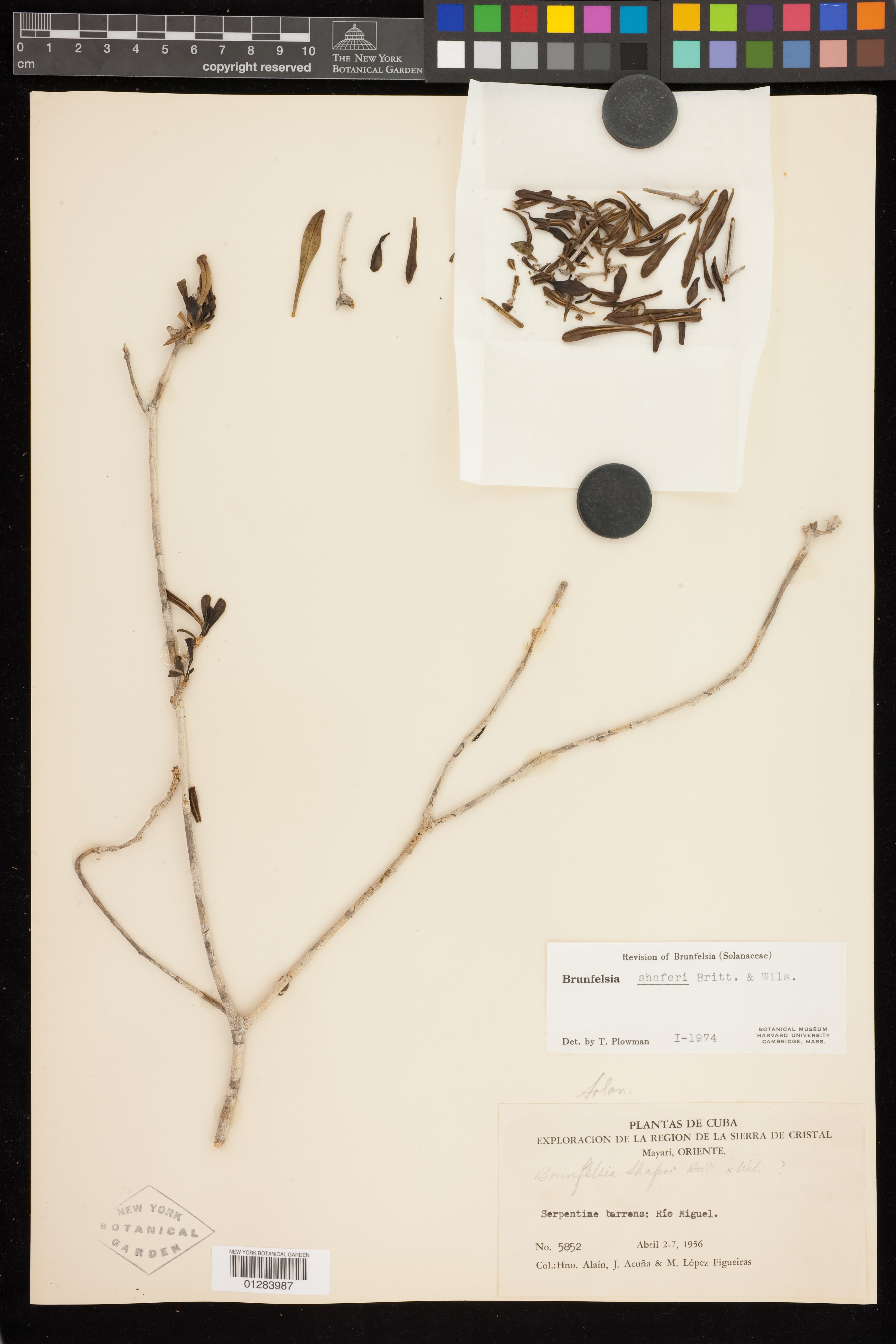 Brunfelsia shaferi