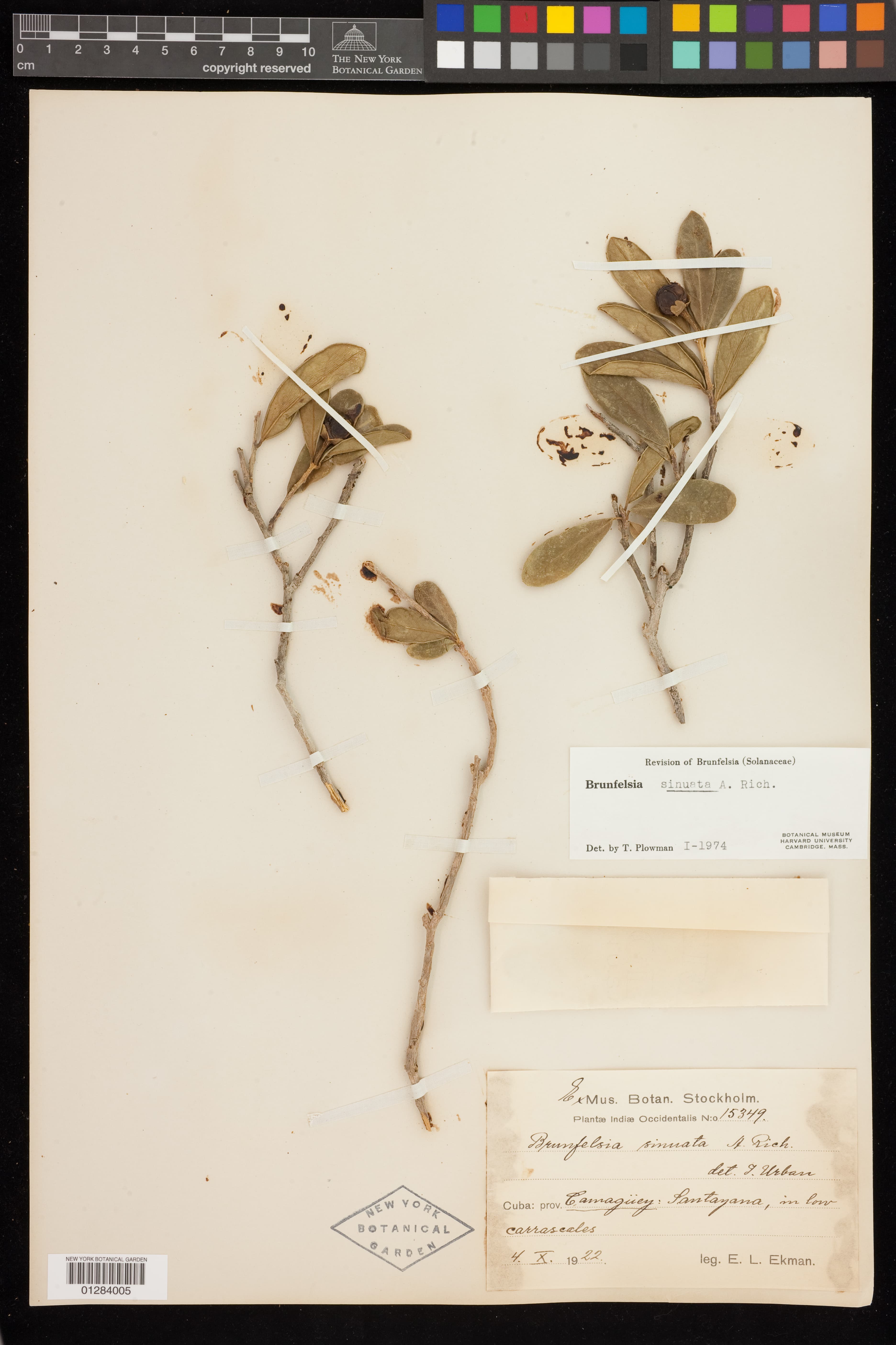 Brunfelsia sinuata