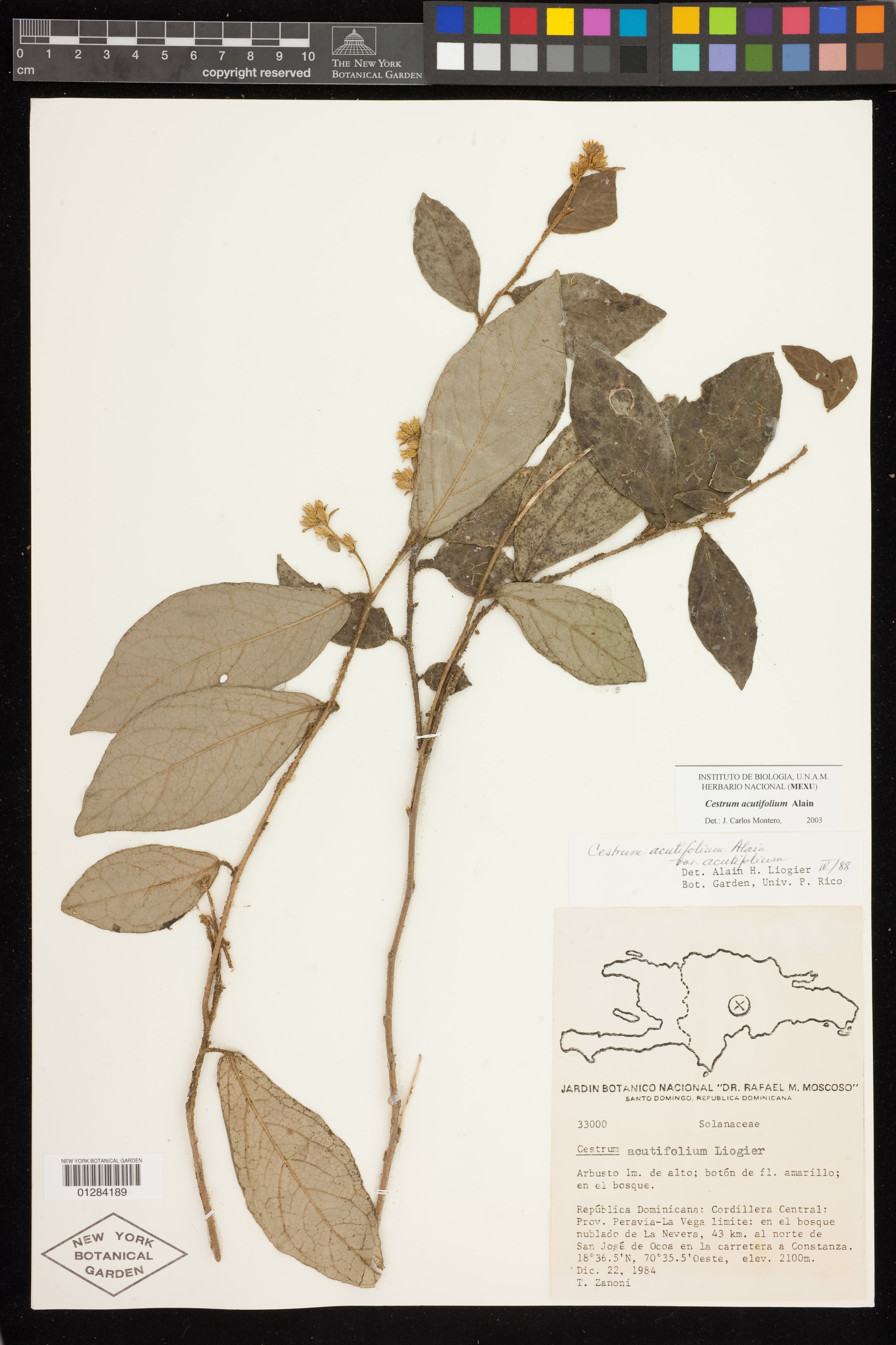 Cestrum acutifolium