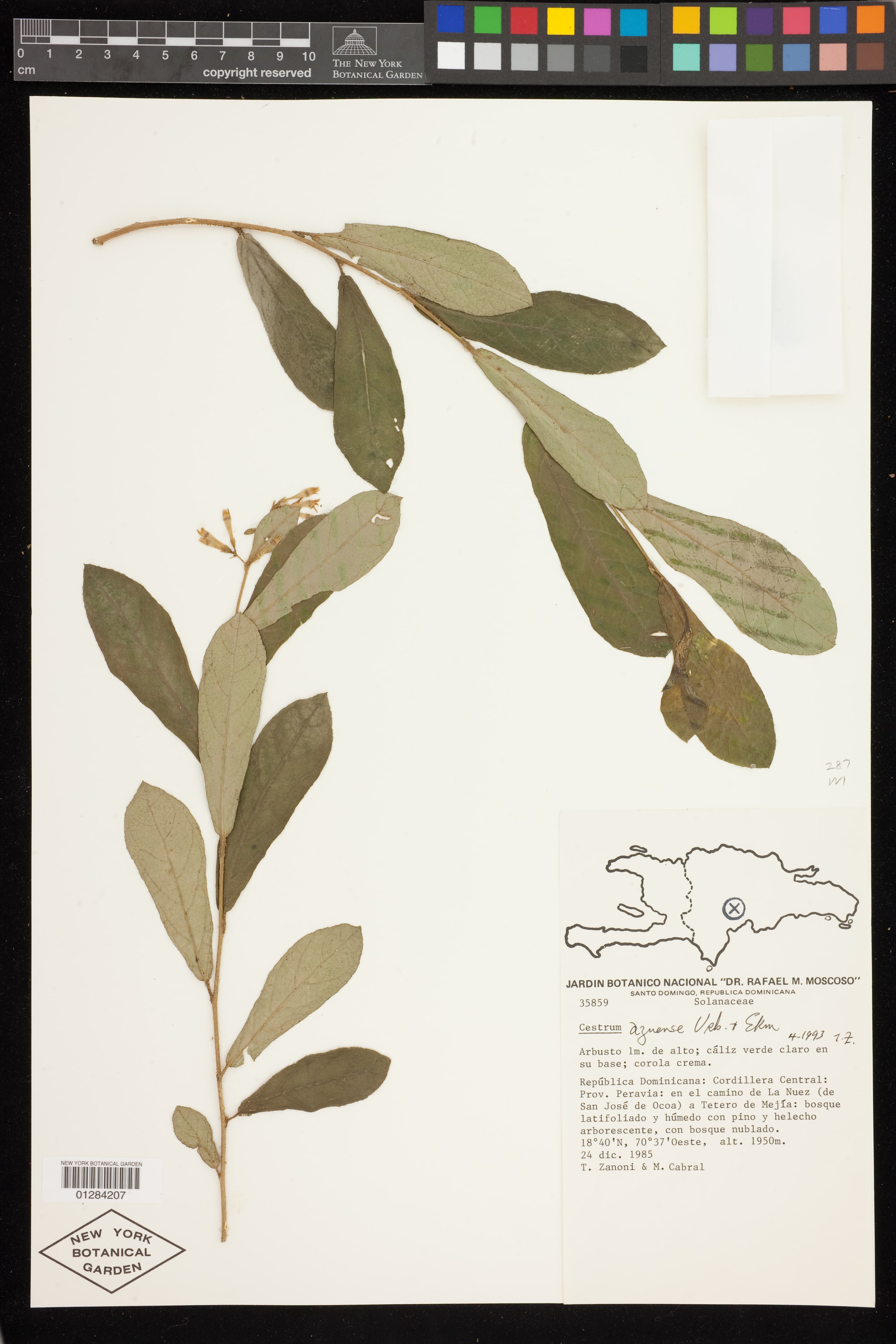 Cestrum azuense