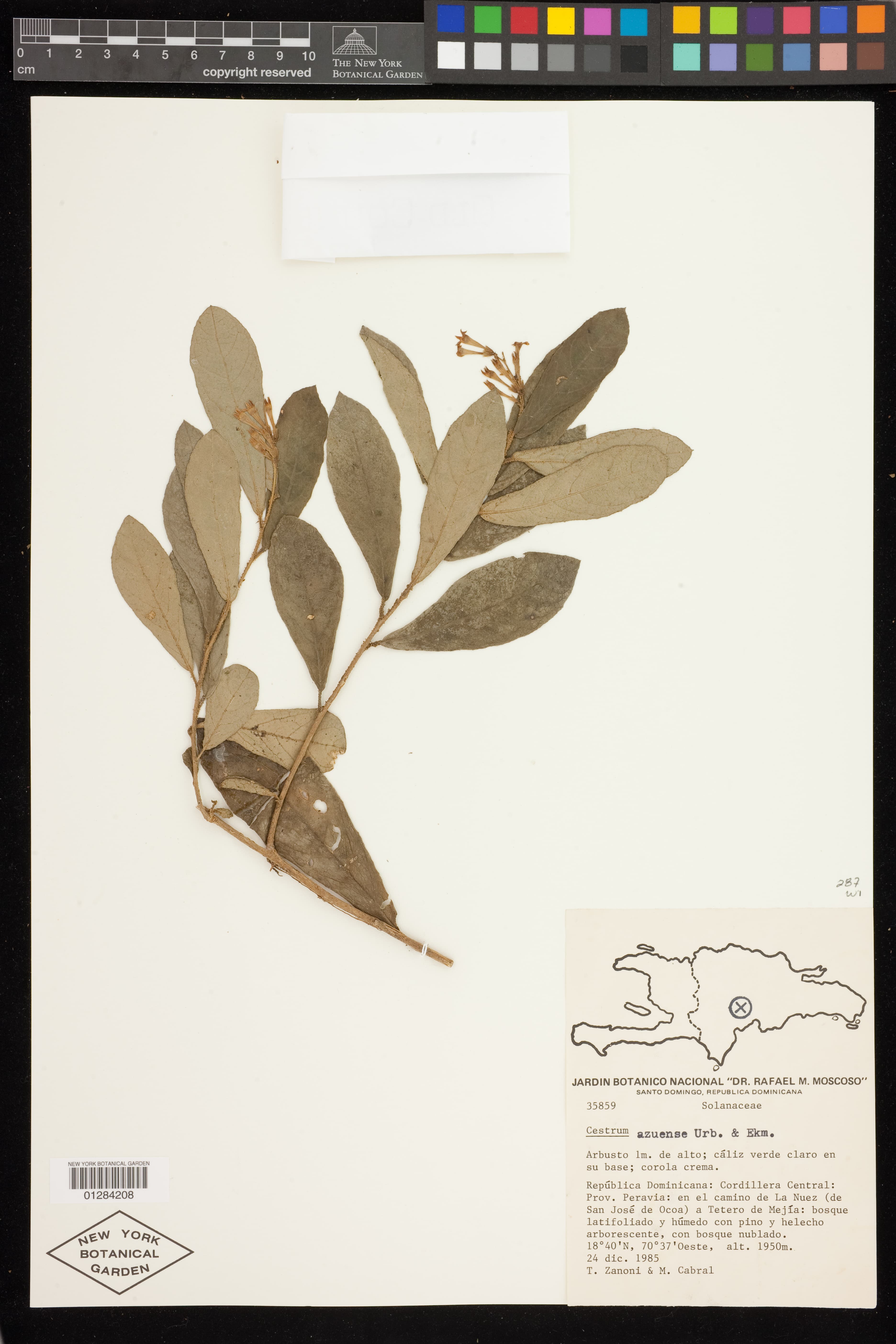 Cestrum azuense