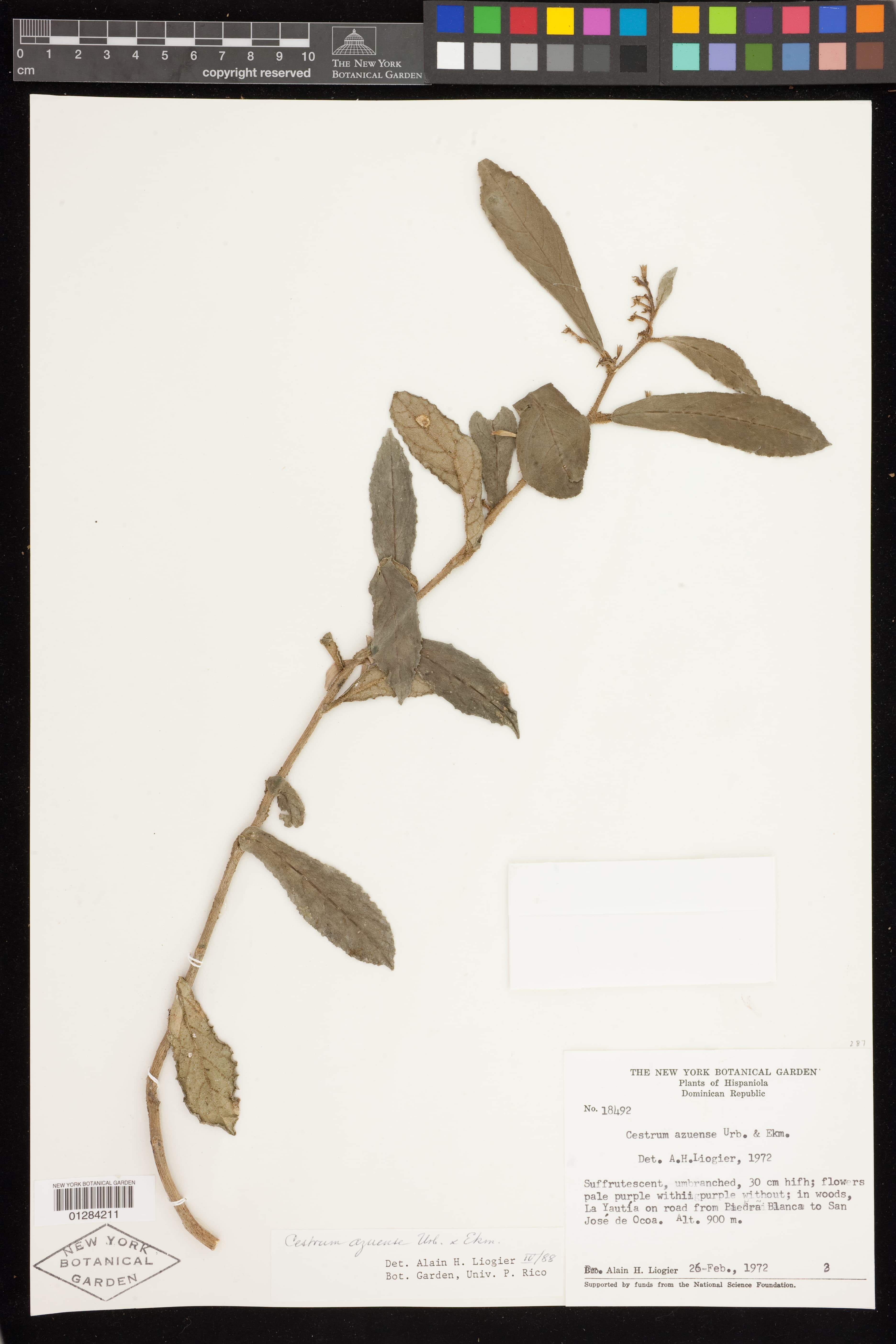 Cestrum azuense