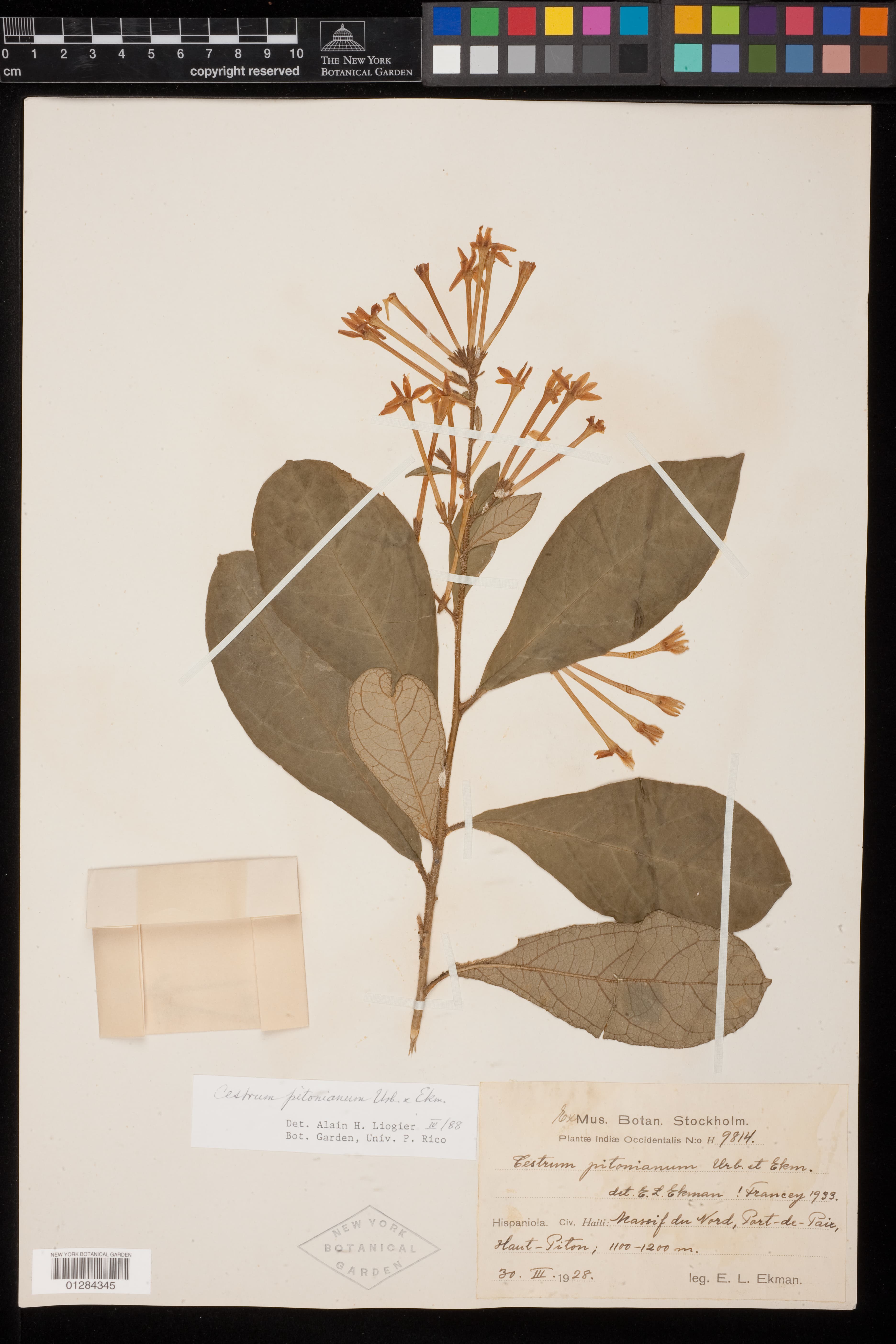 Cestrum pitonianum