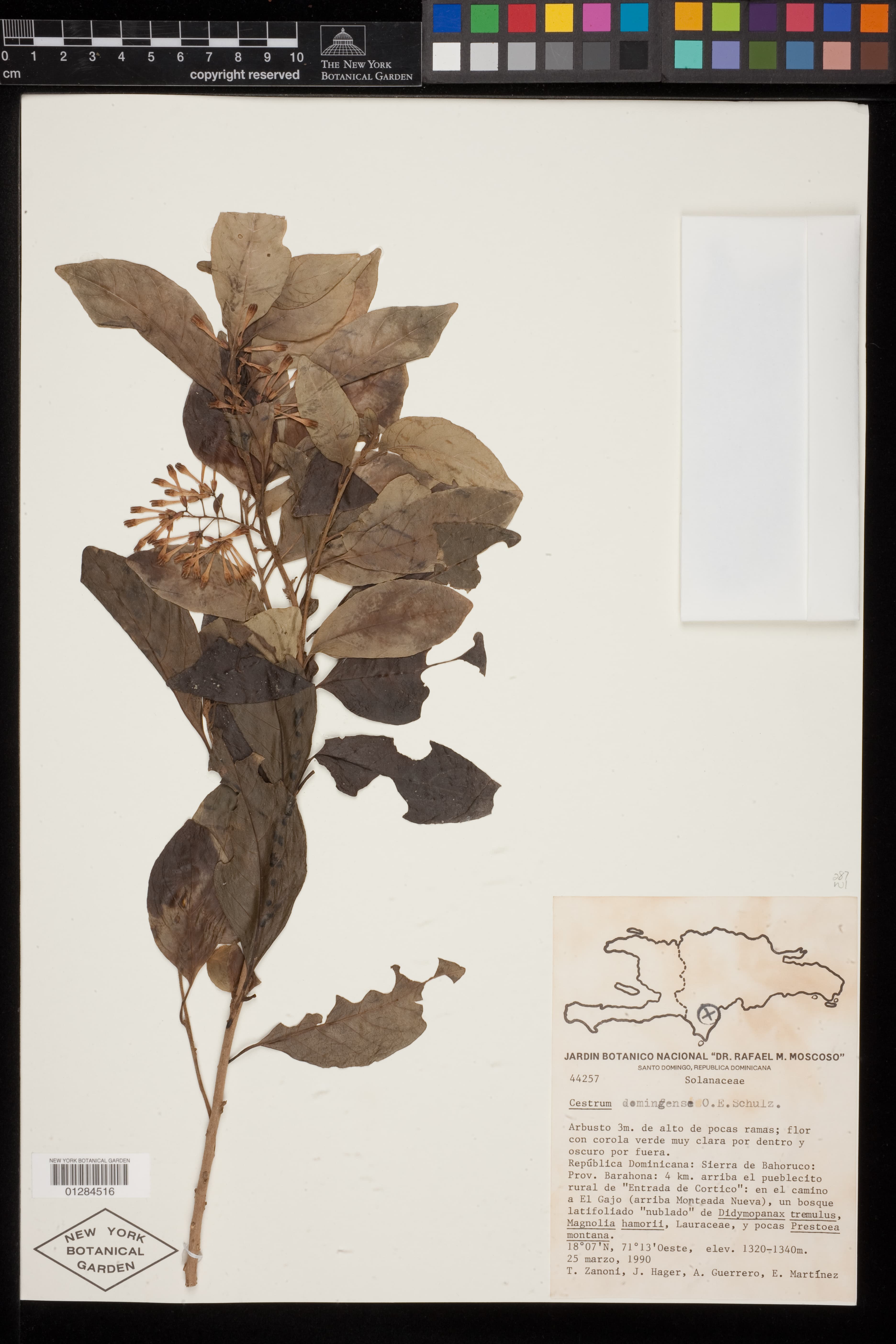 Cestrum domingense