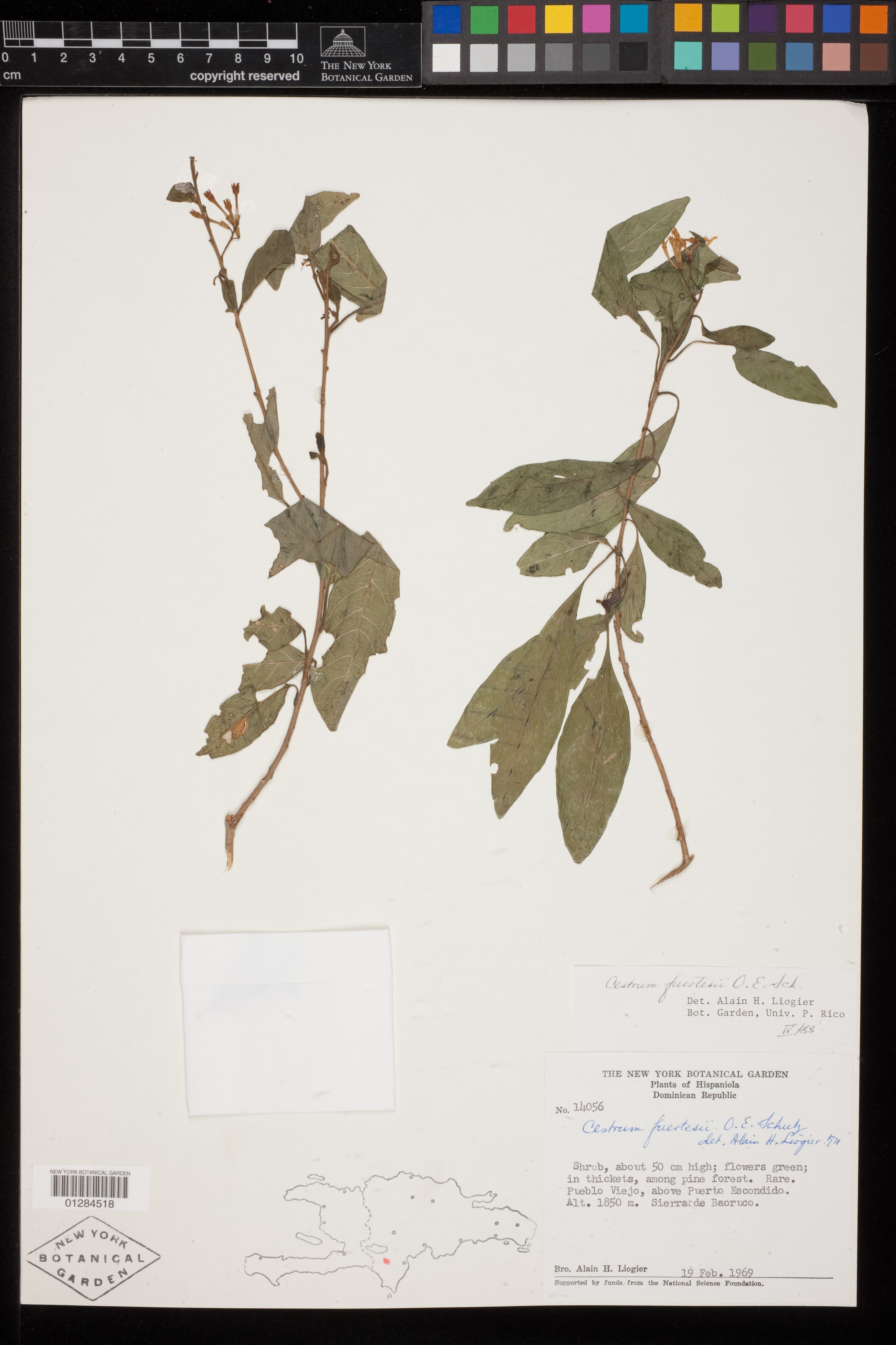 Cestrum domingense