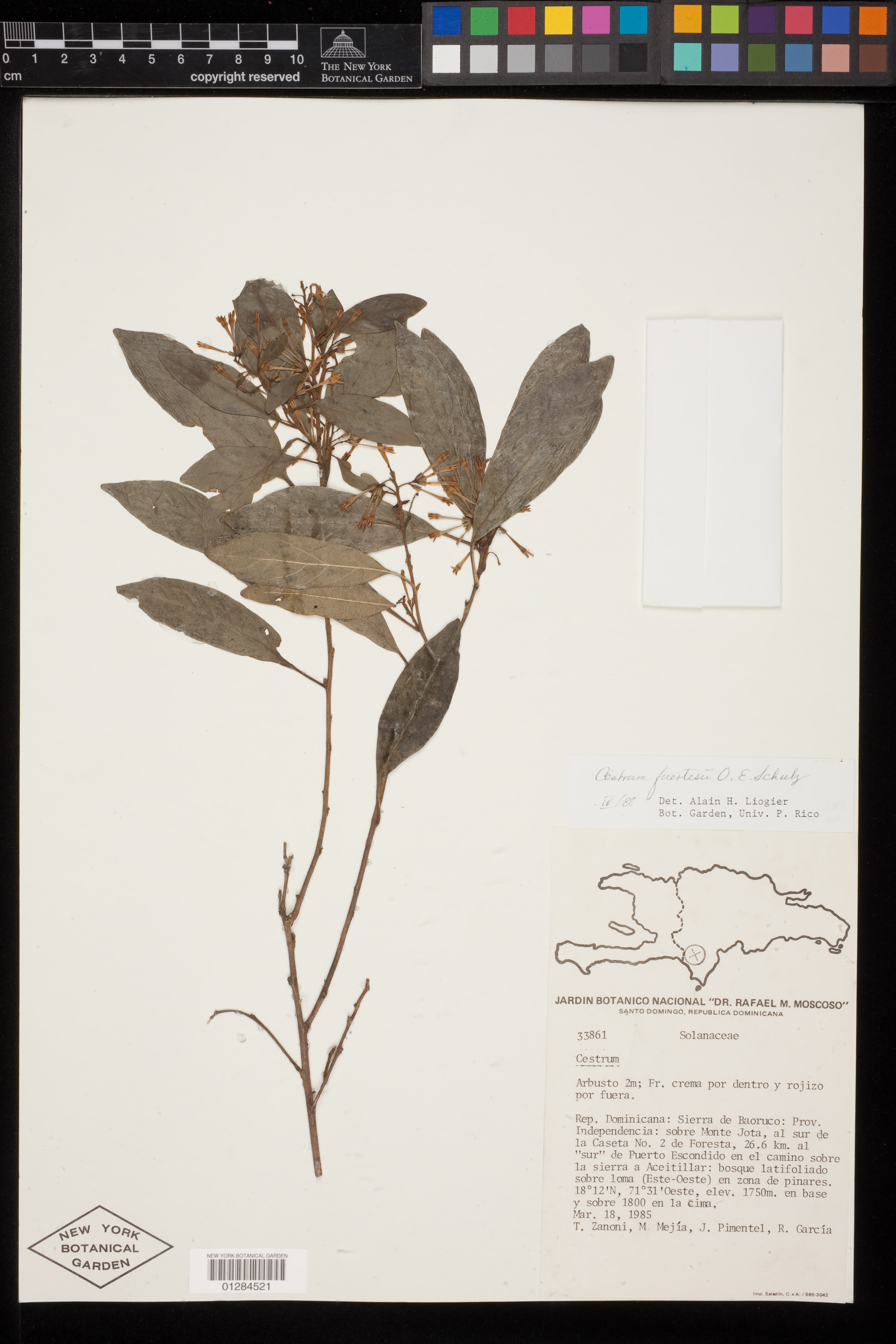 Dominican Cestrum