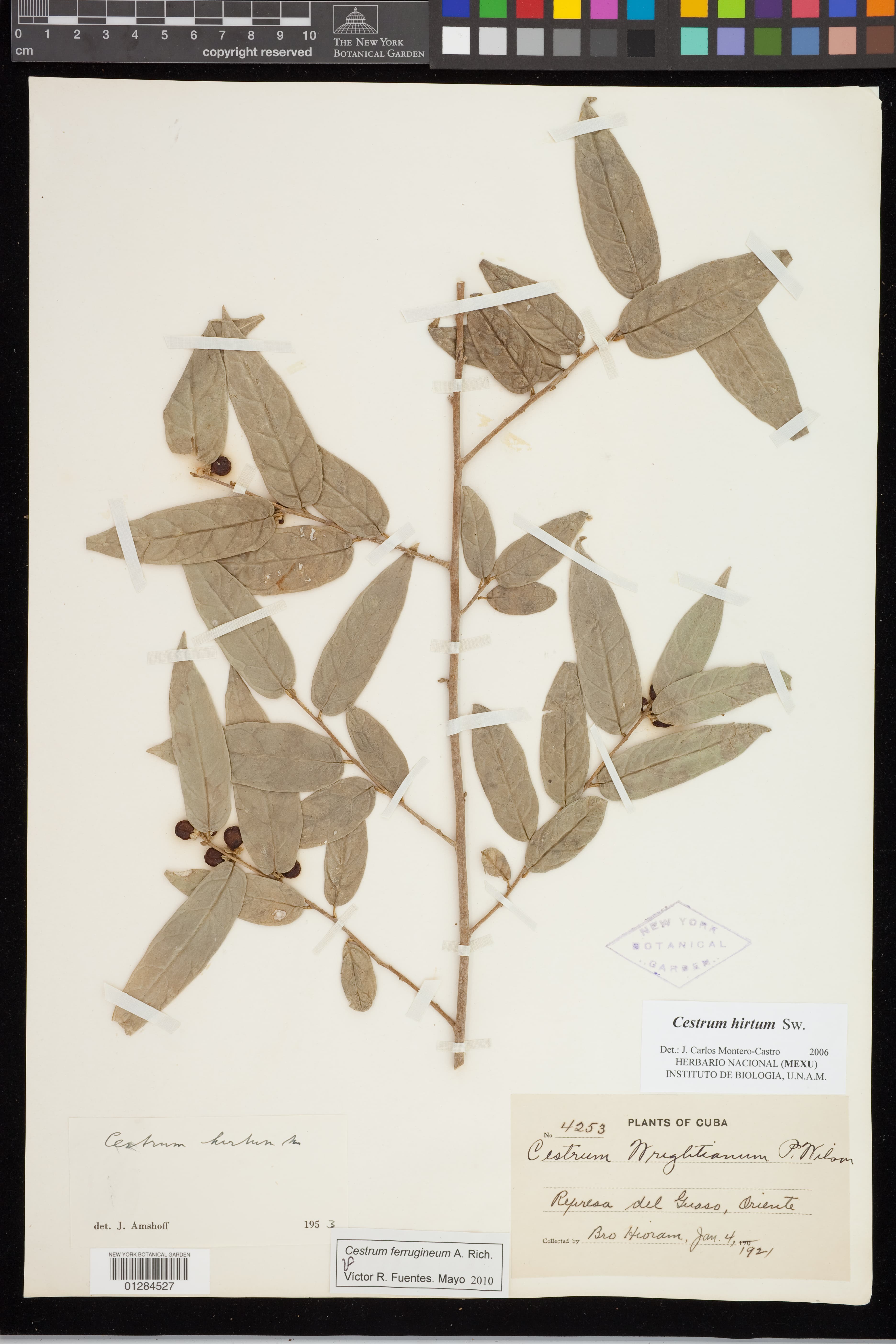 Cestrum ferrugineum