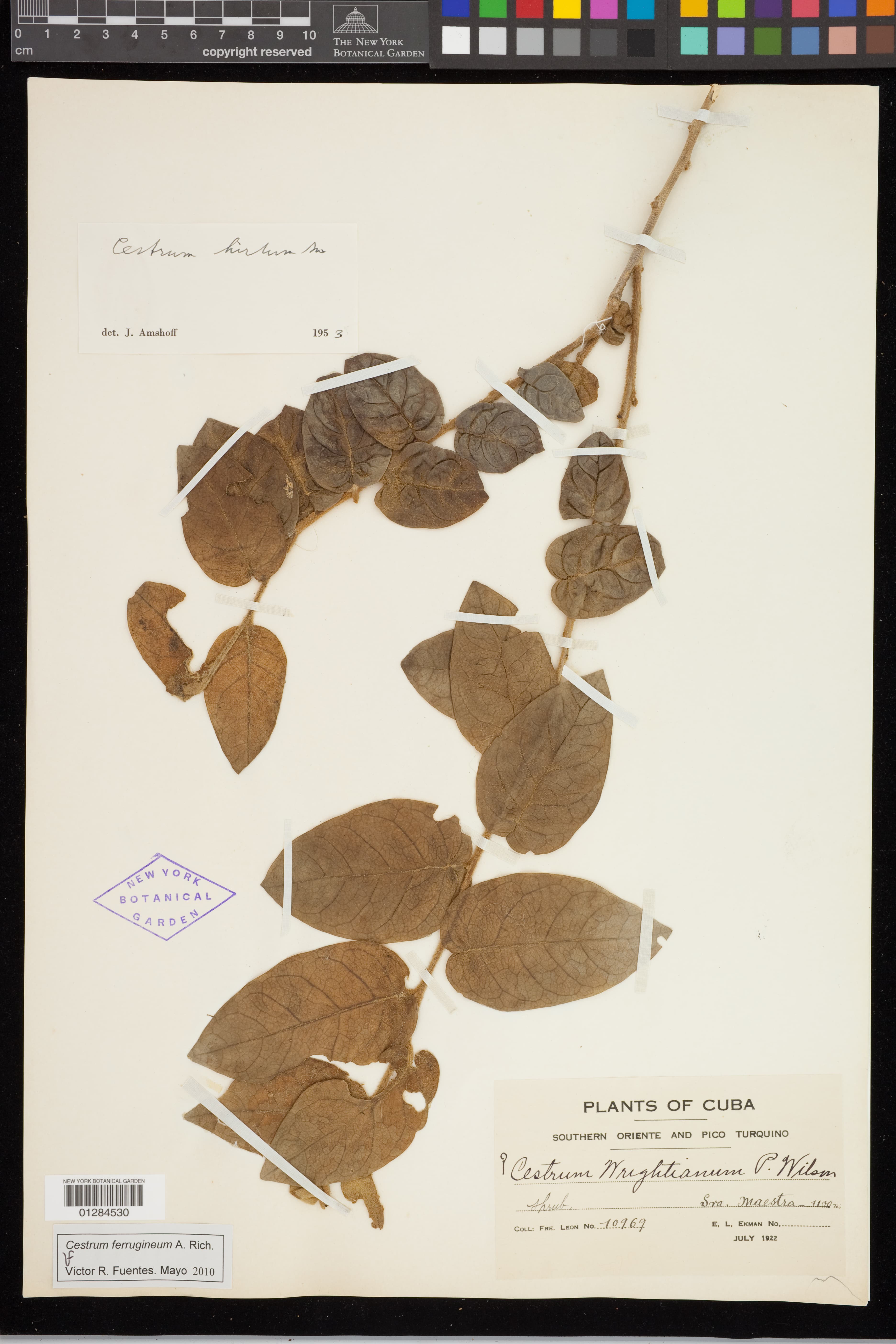 Cestrum ferrugineum