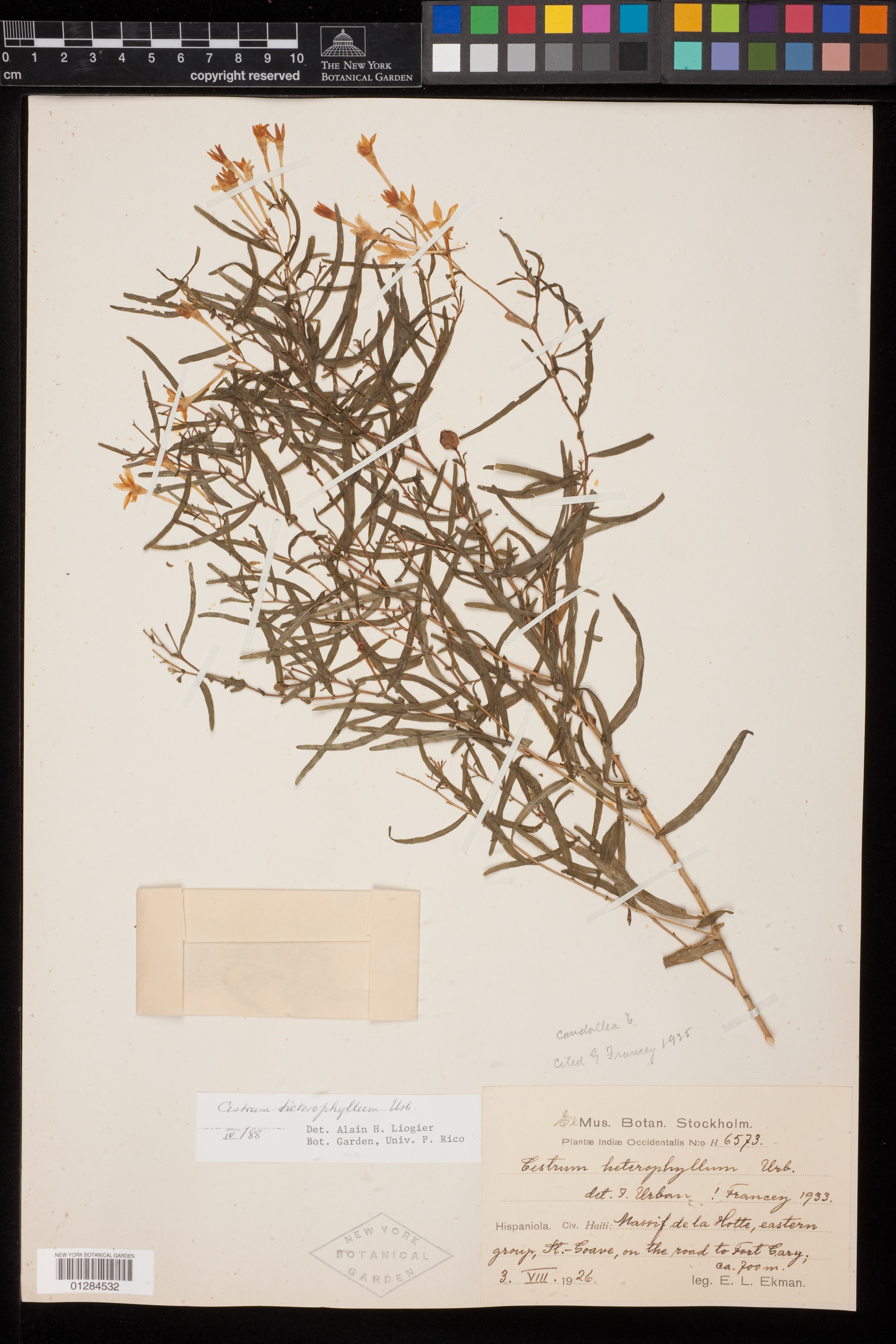 Cestrum heterophyllum