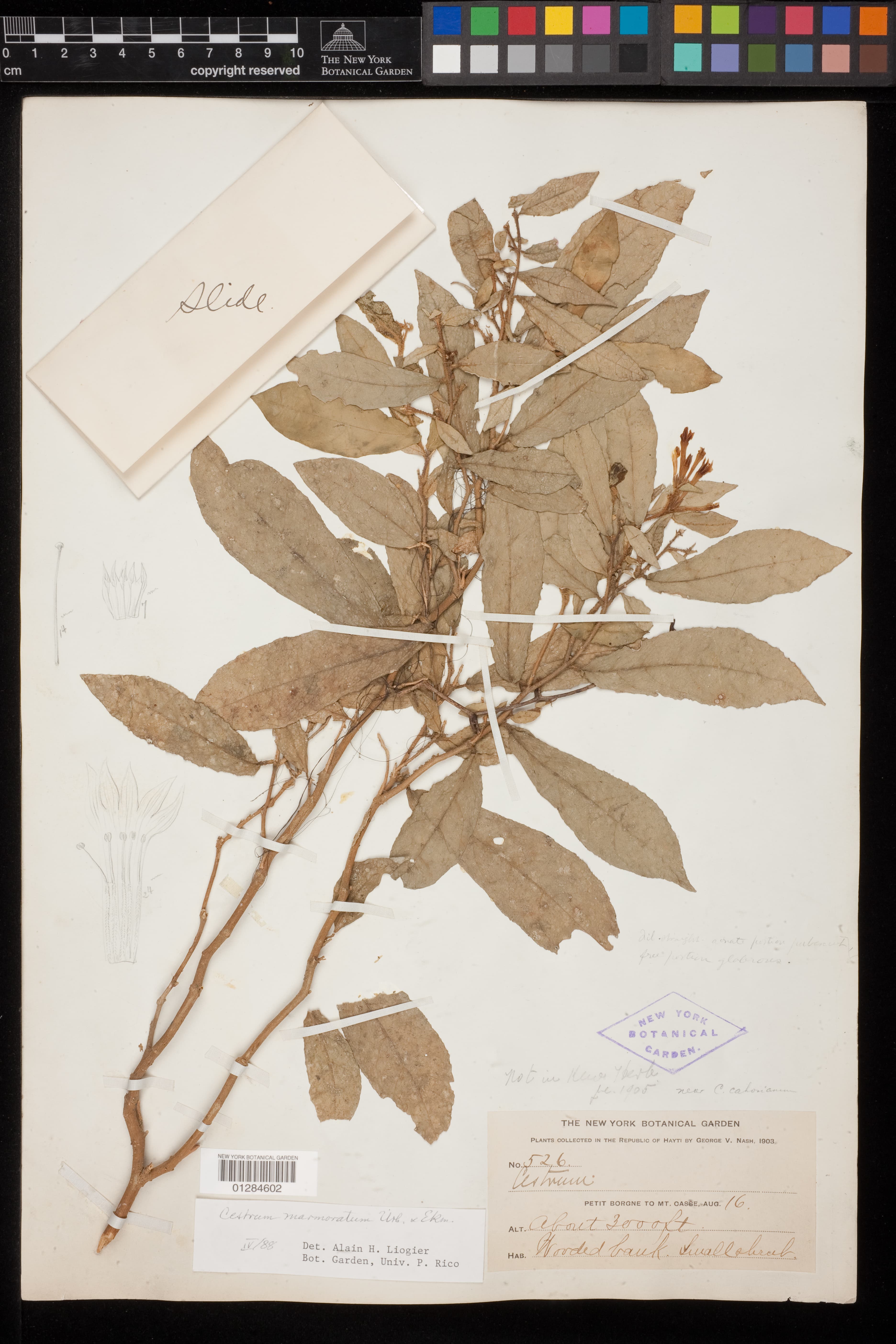 Cestrum marmoratum