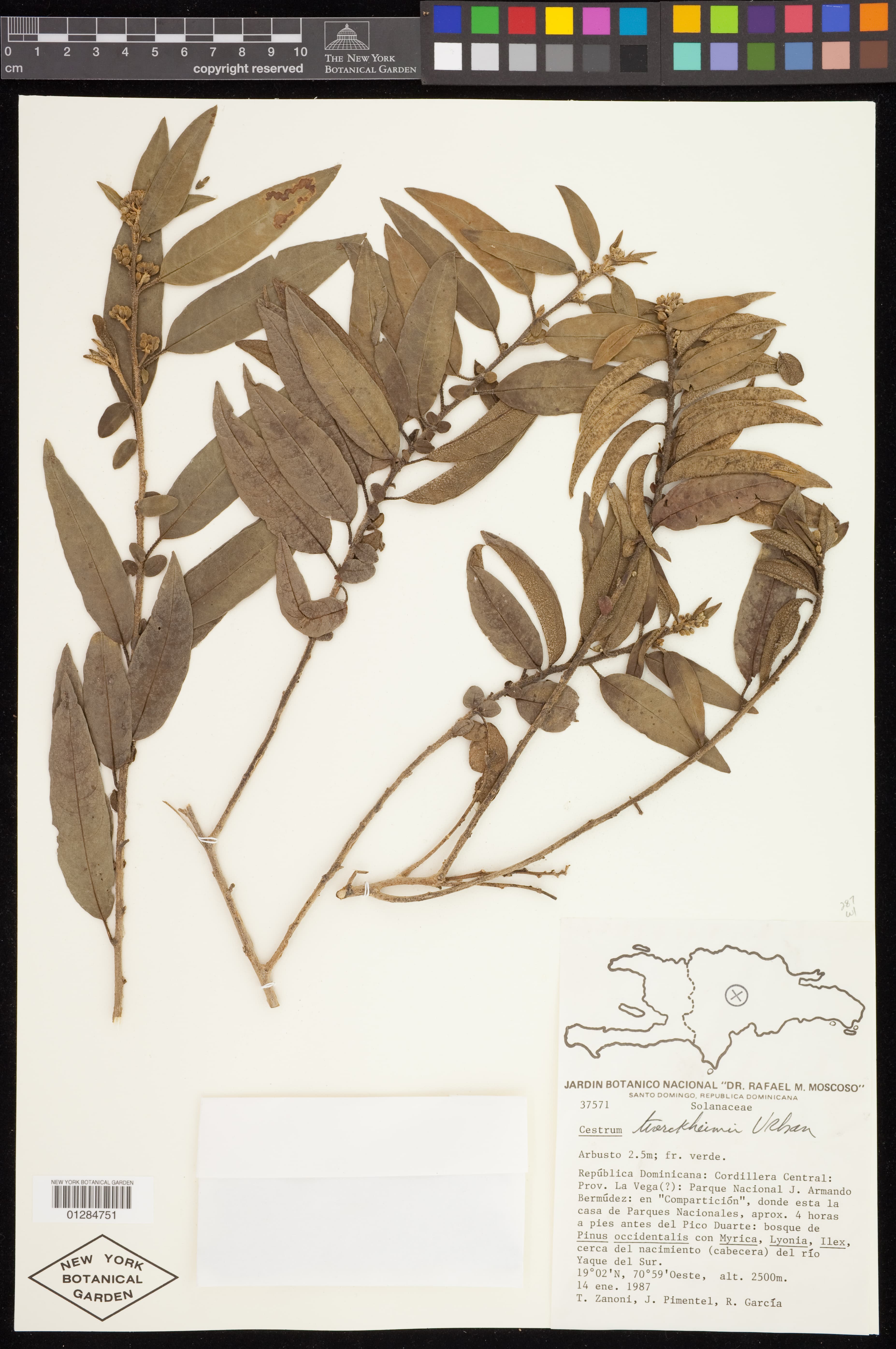 Cestrum tuerckheimii