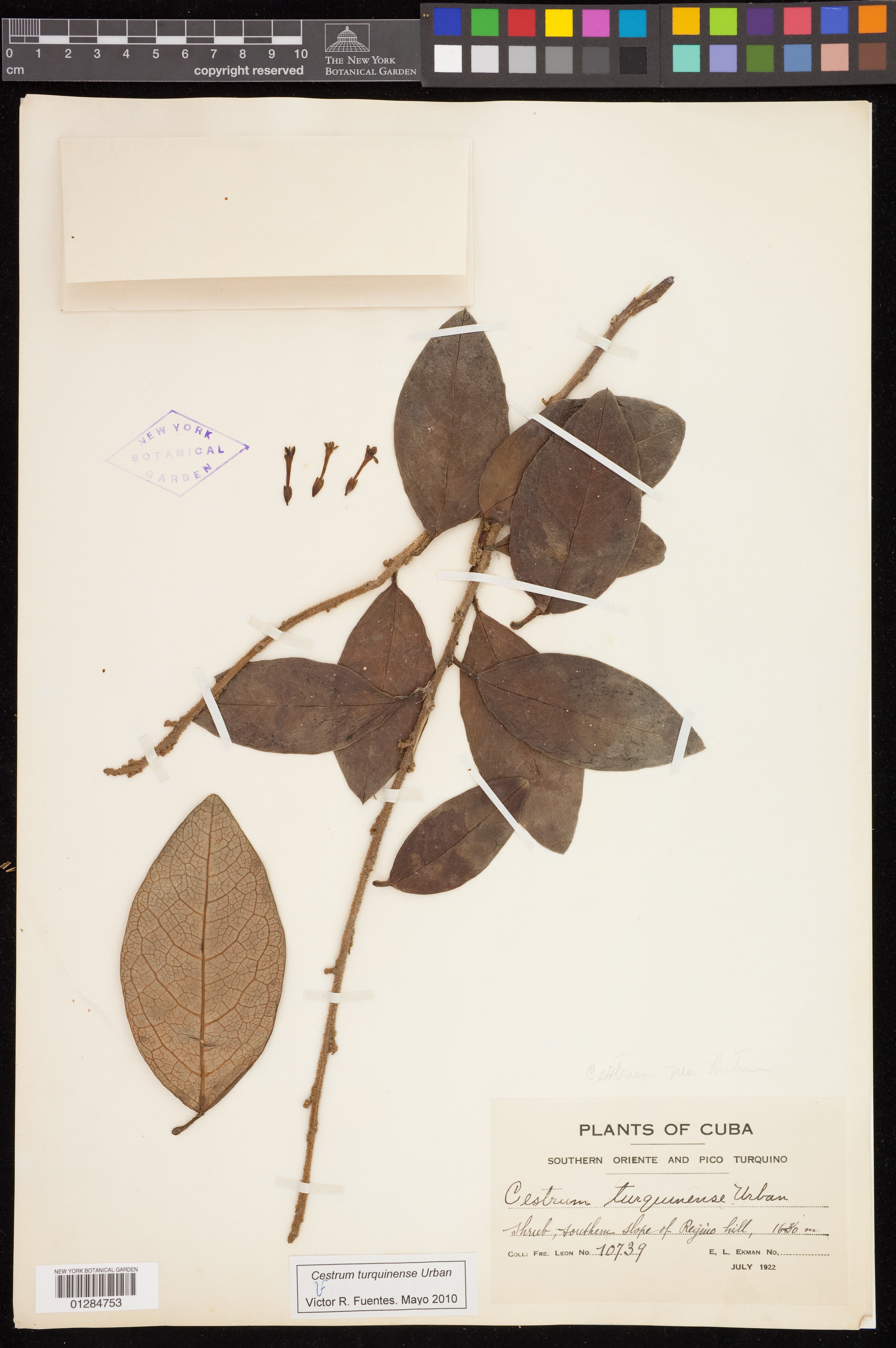 Cestrum turquinense