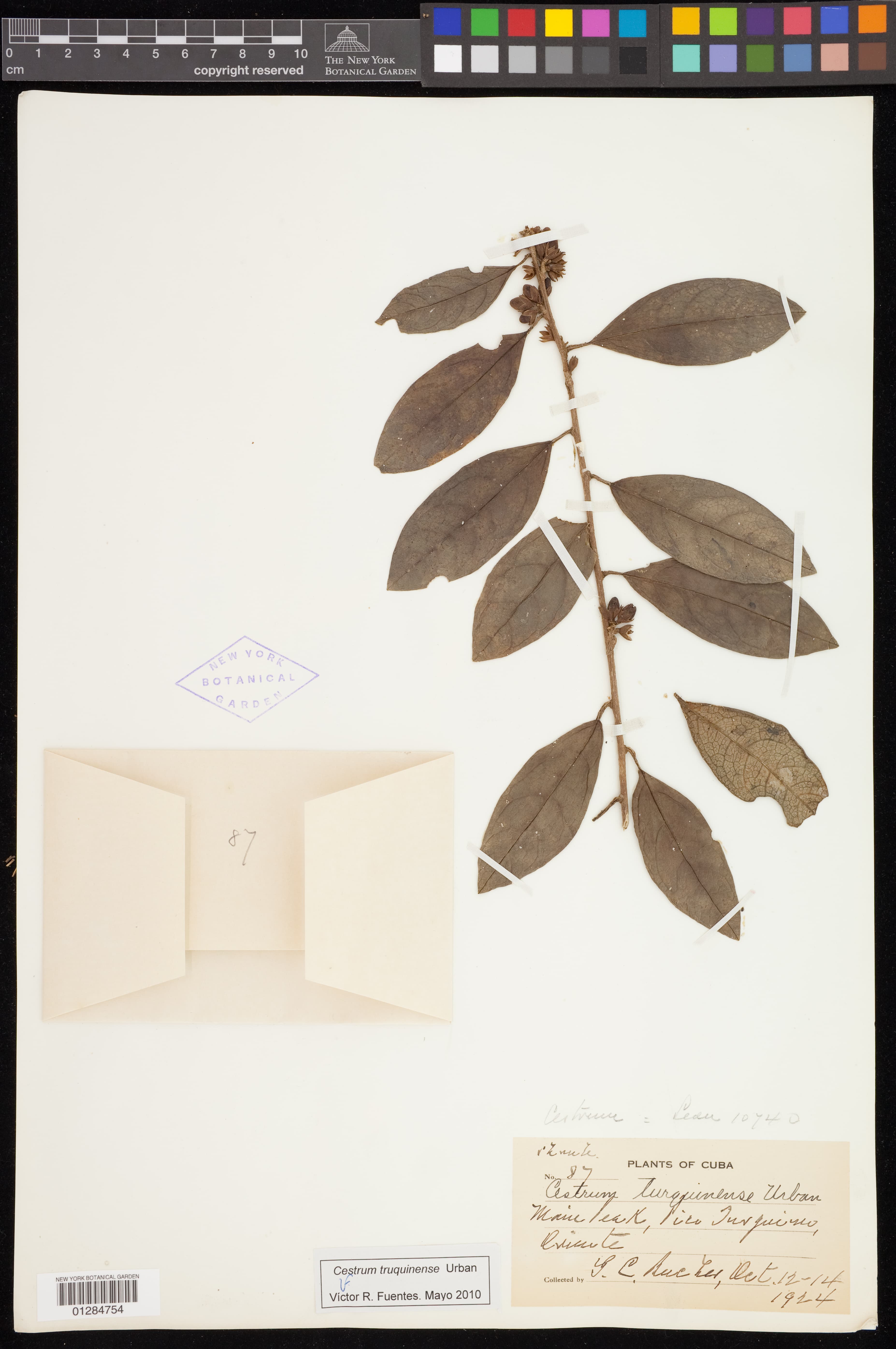 Cestrum turquinense