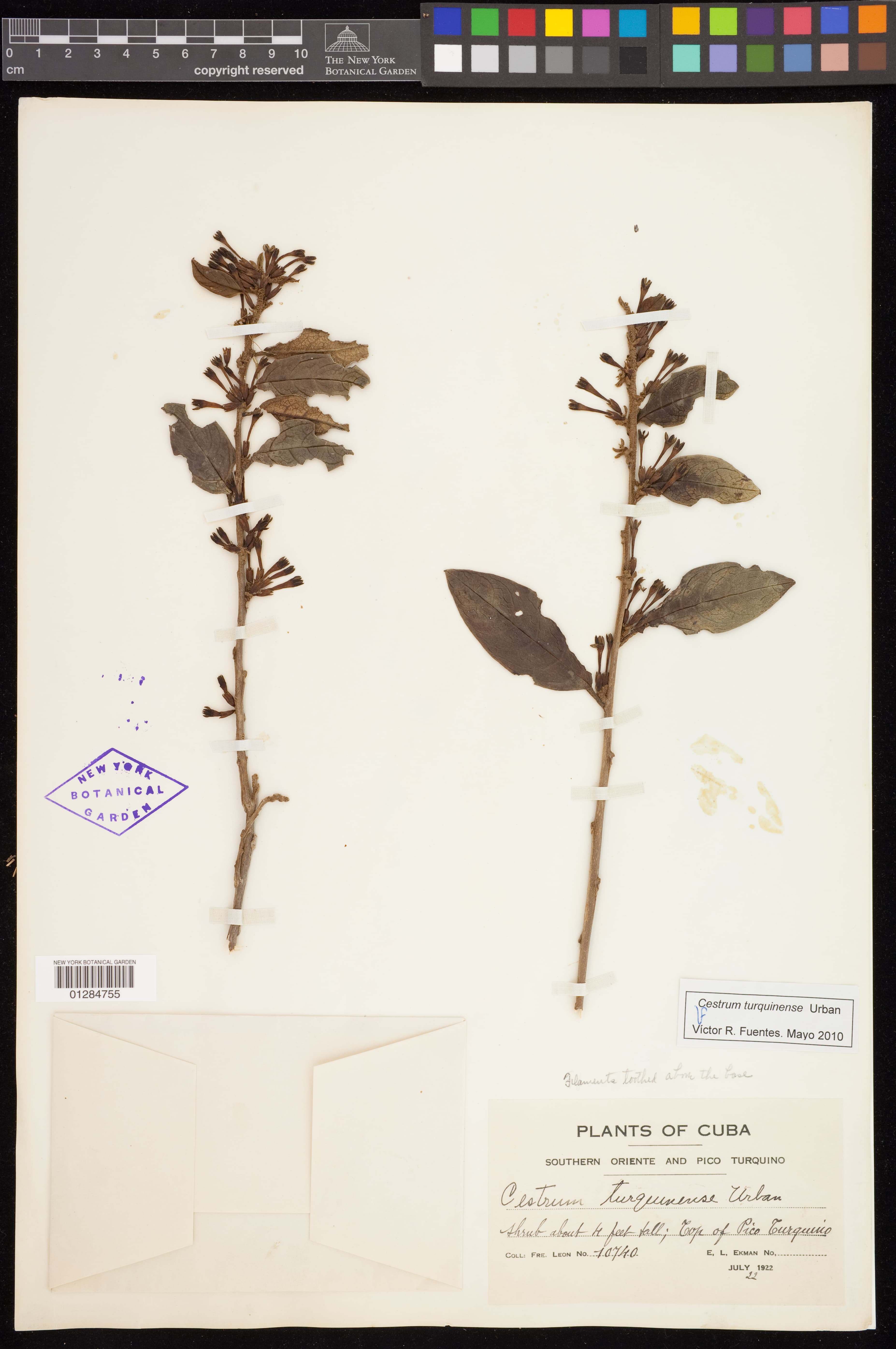 Cestrum turquinense