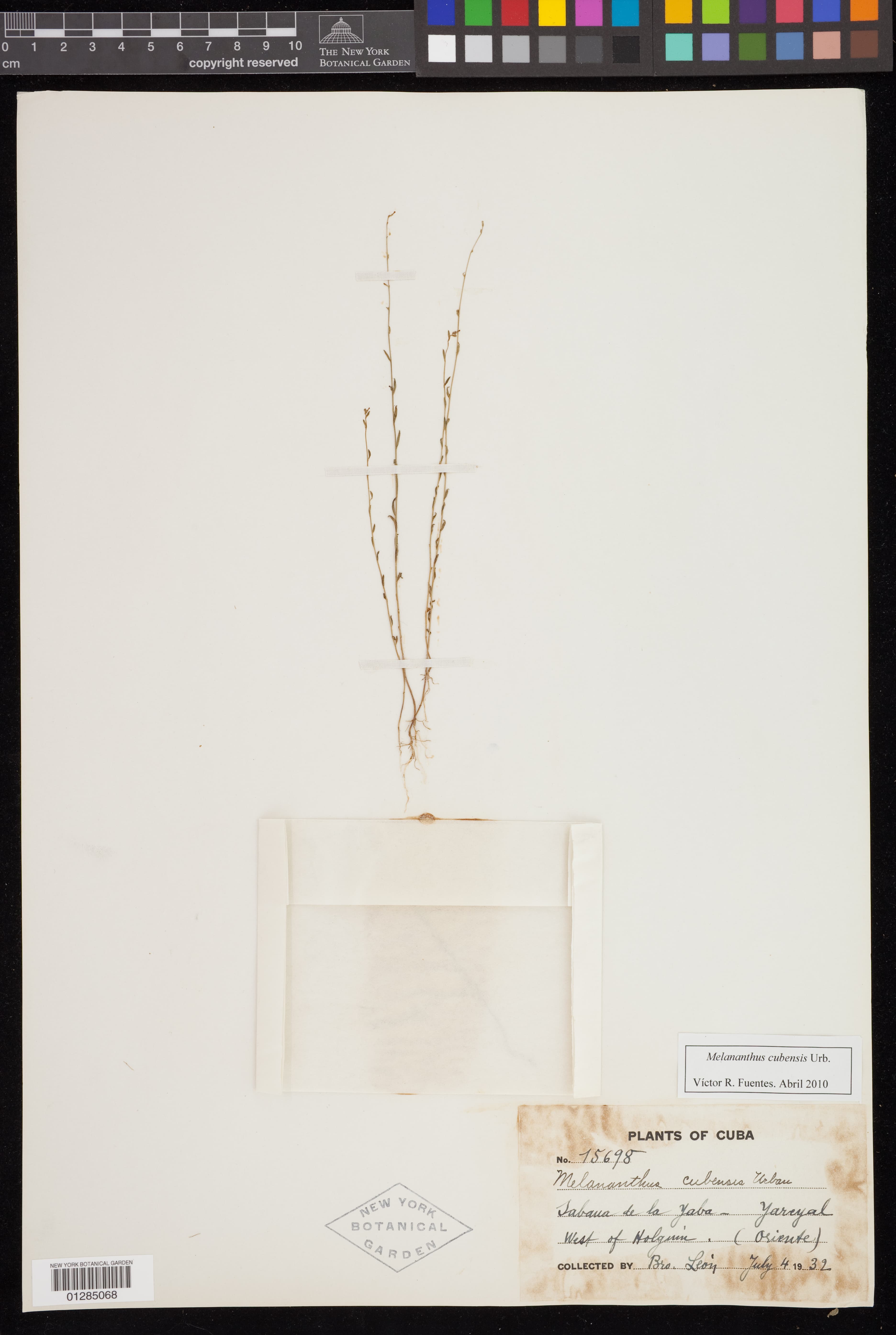 Melananthus cubensis