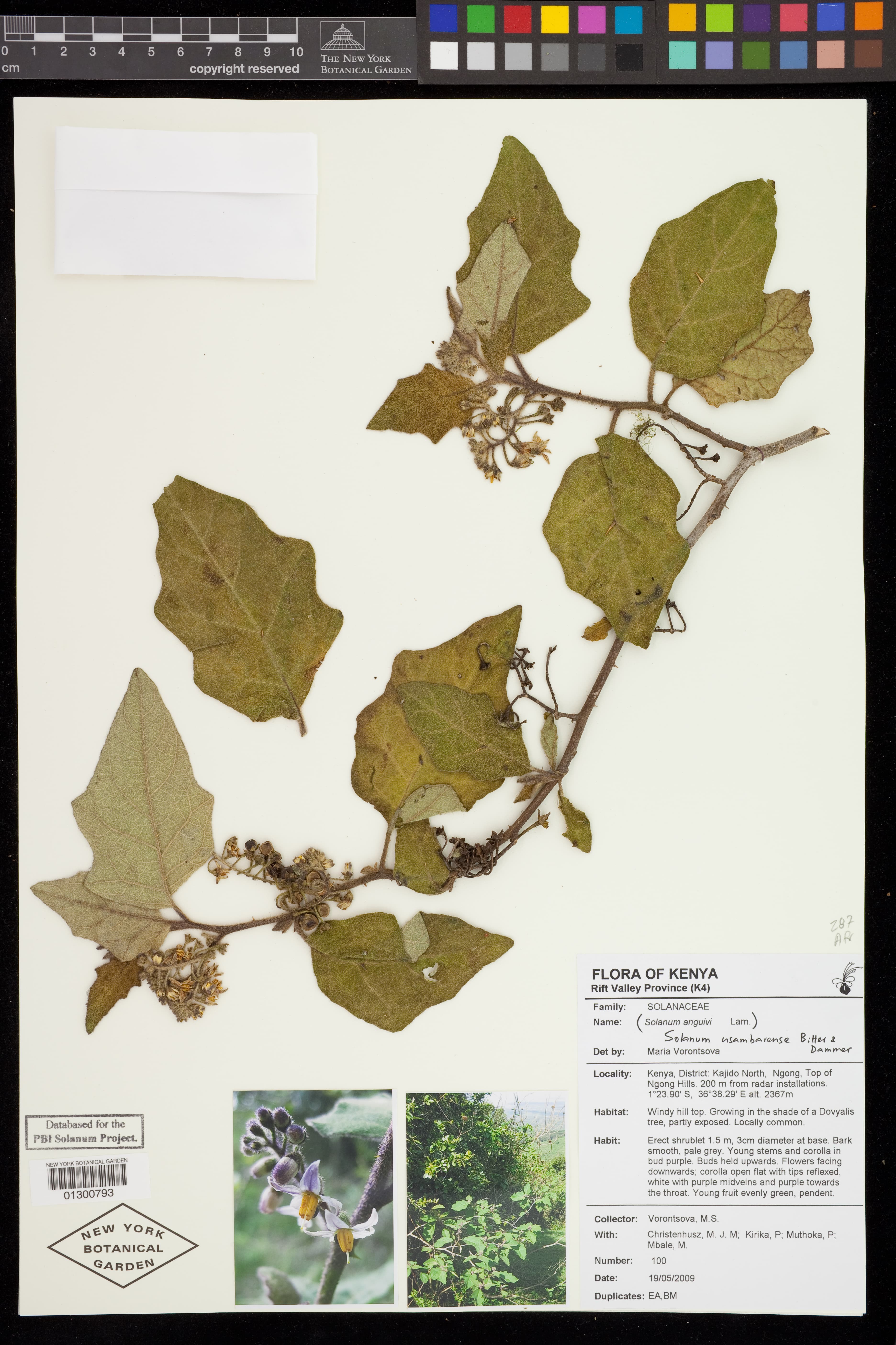 Solanum usambarense