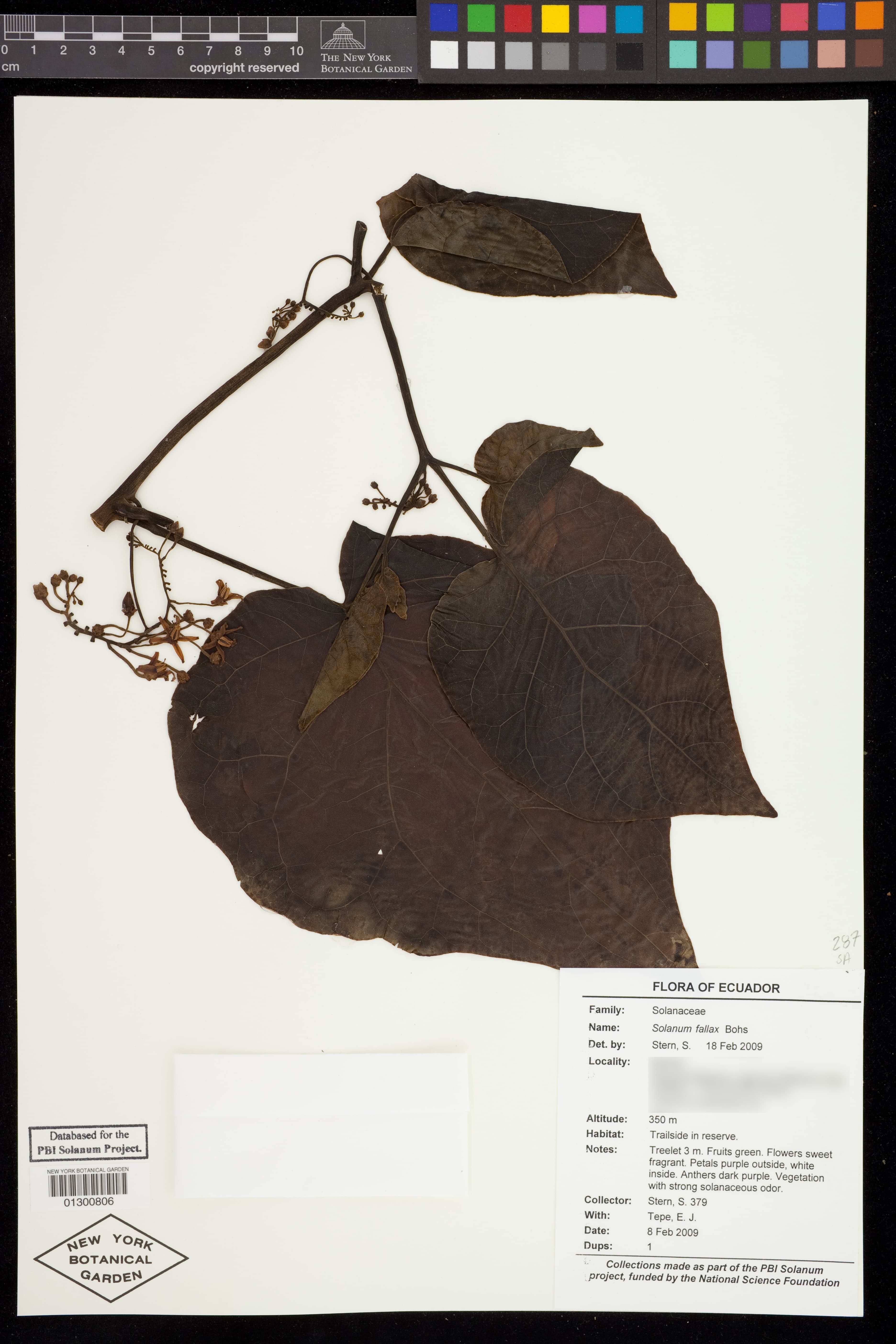 Solanum fallax