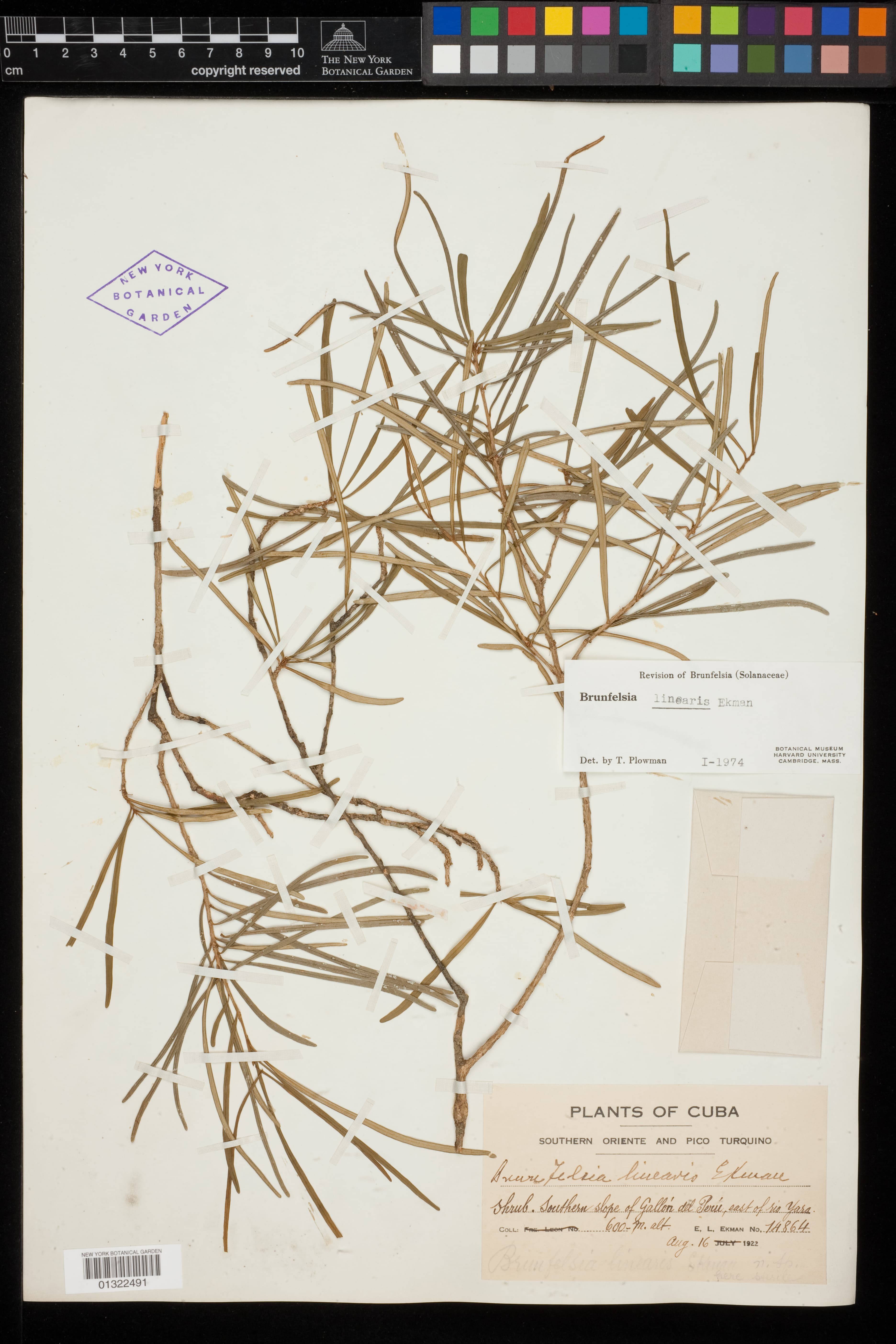 Brunfelsia linearis