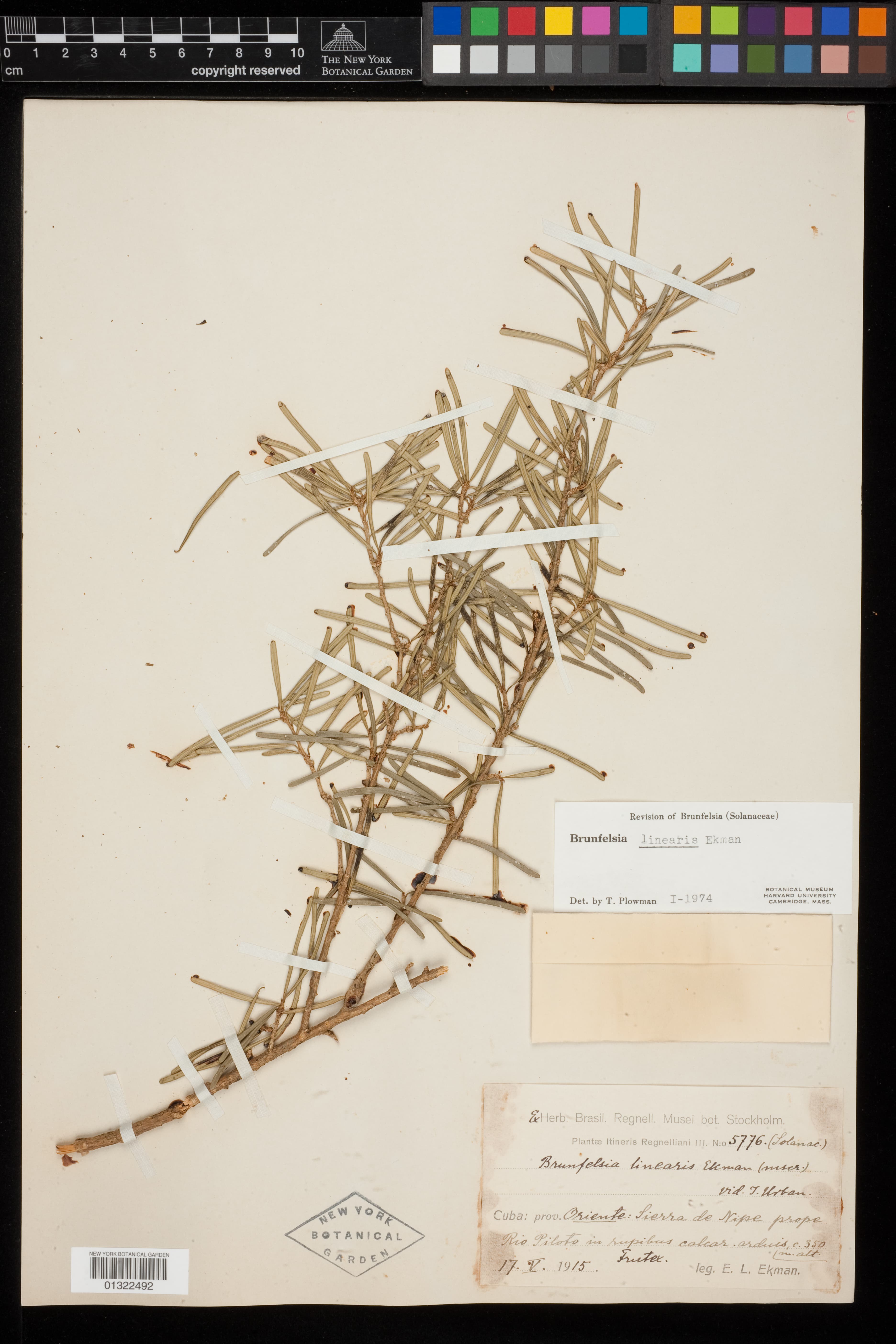 Brunfelsia linearis