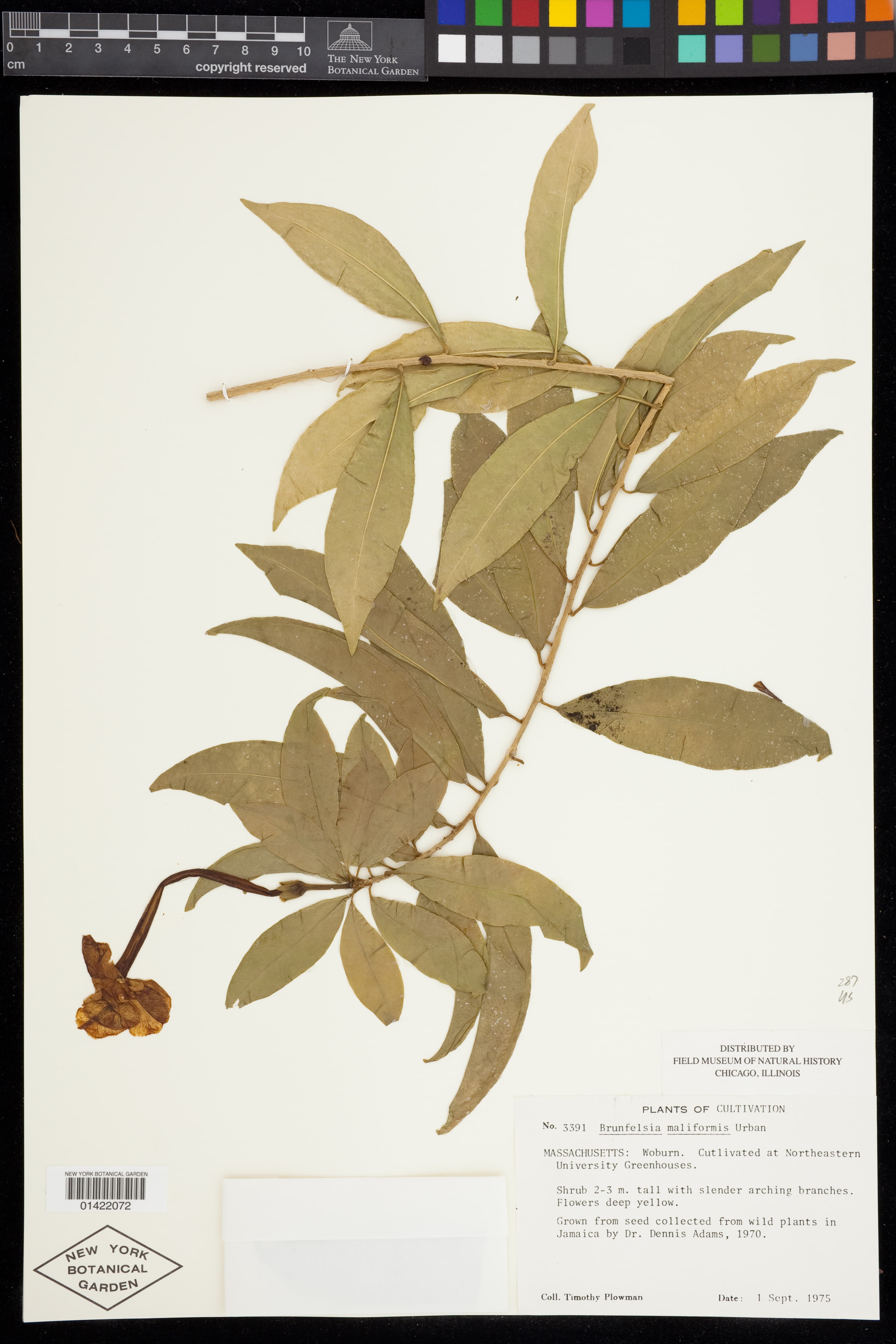 Brunfelsia maliformis