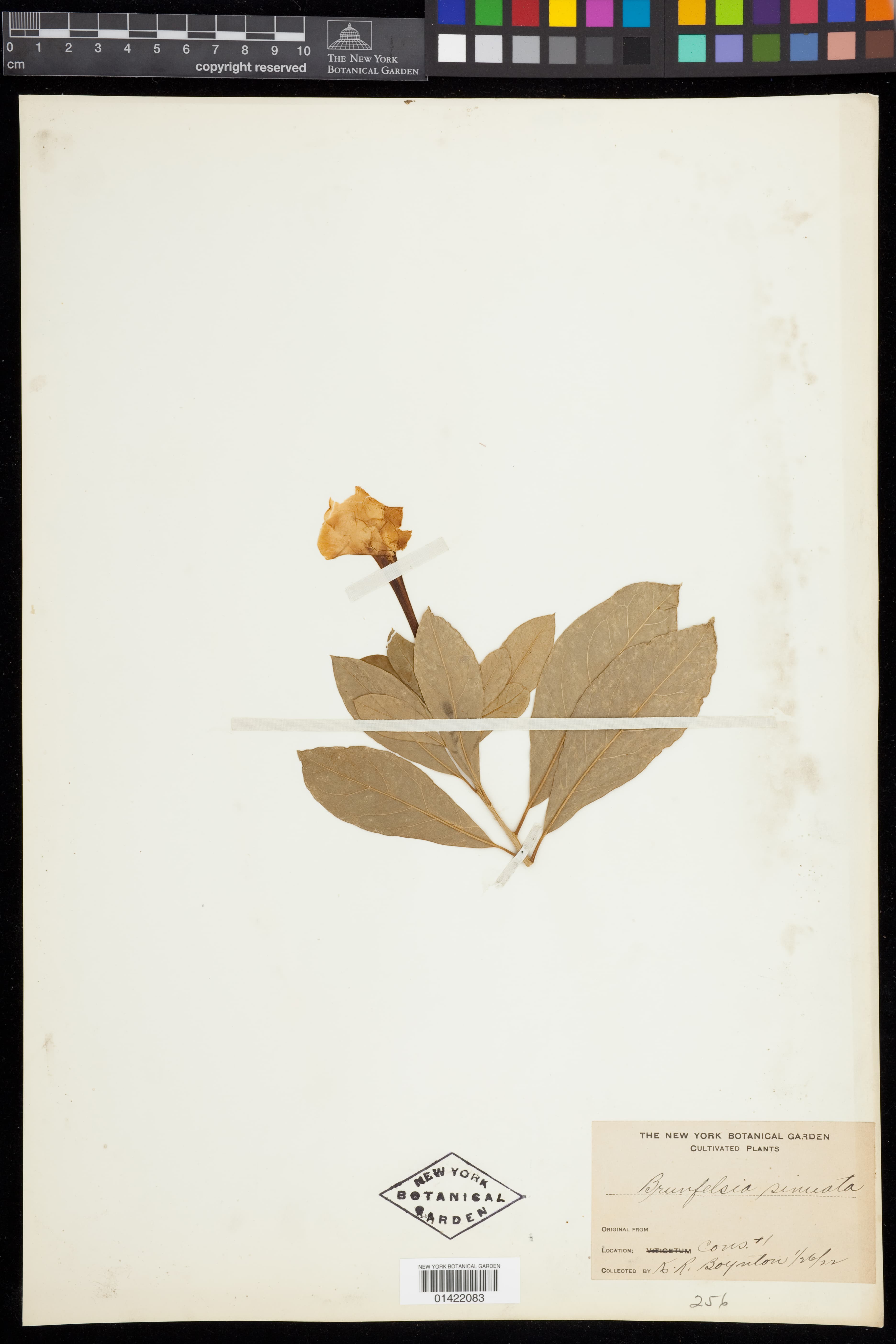 Brunfelsia sinuata