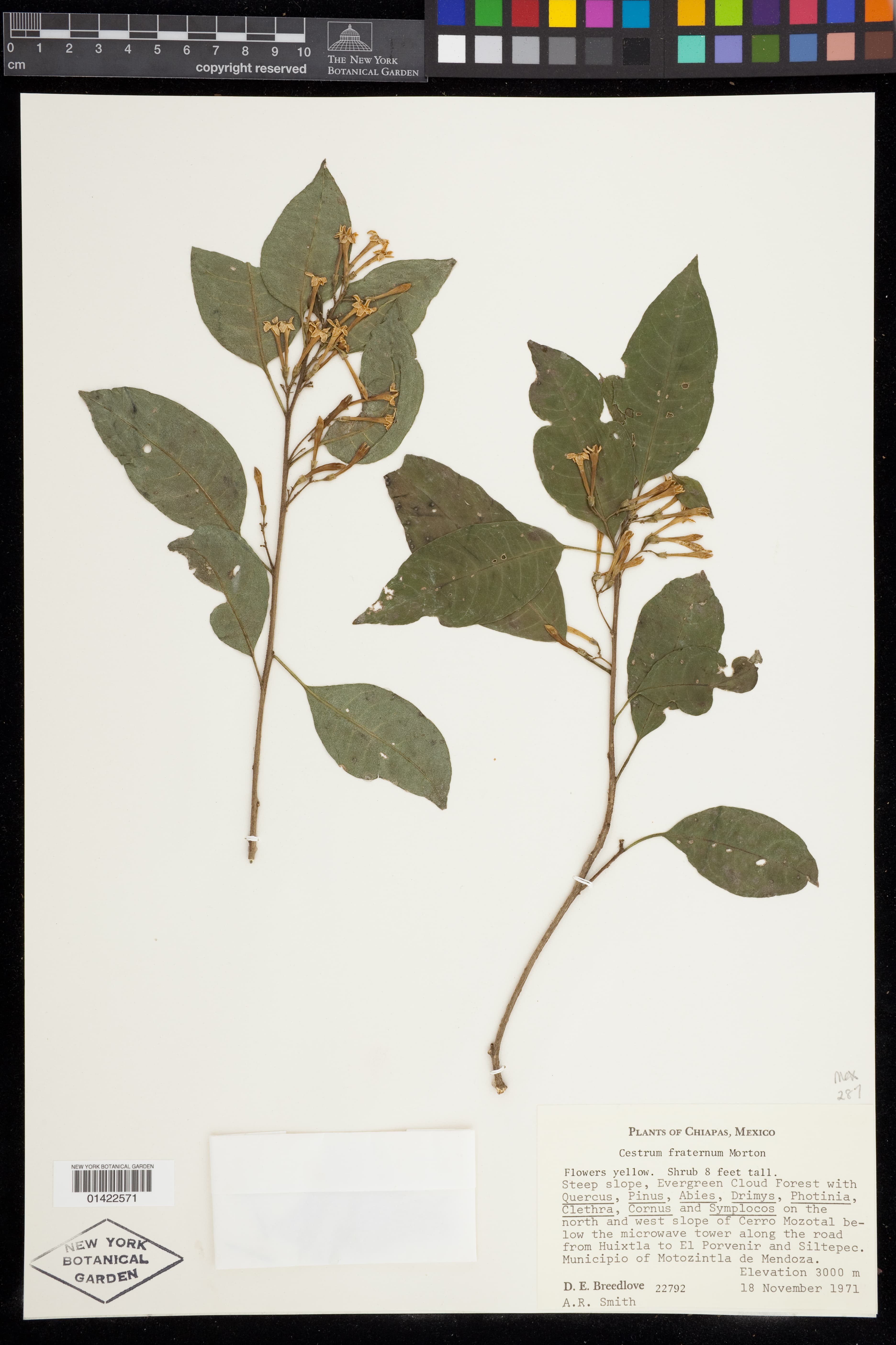 Cestrum fraternum
