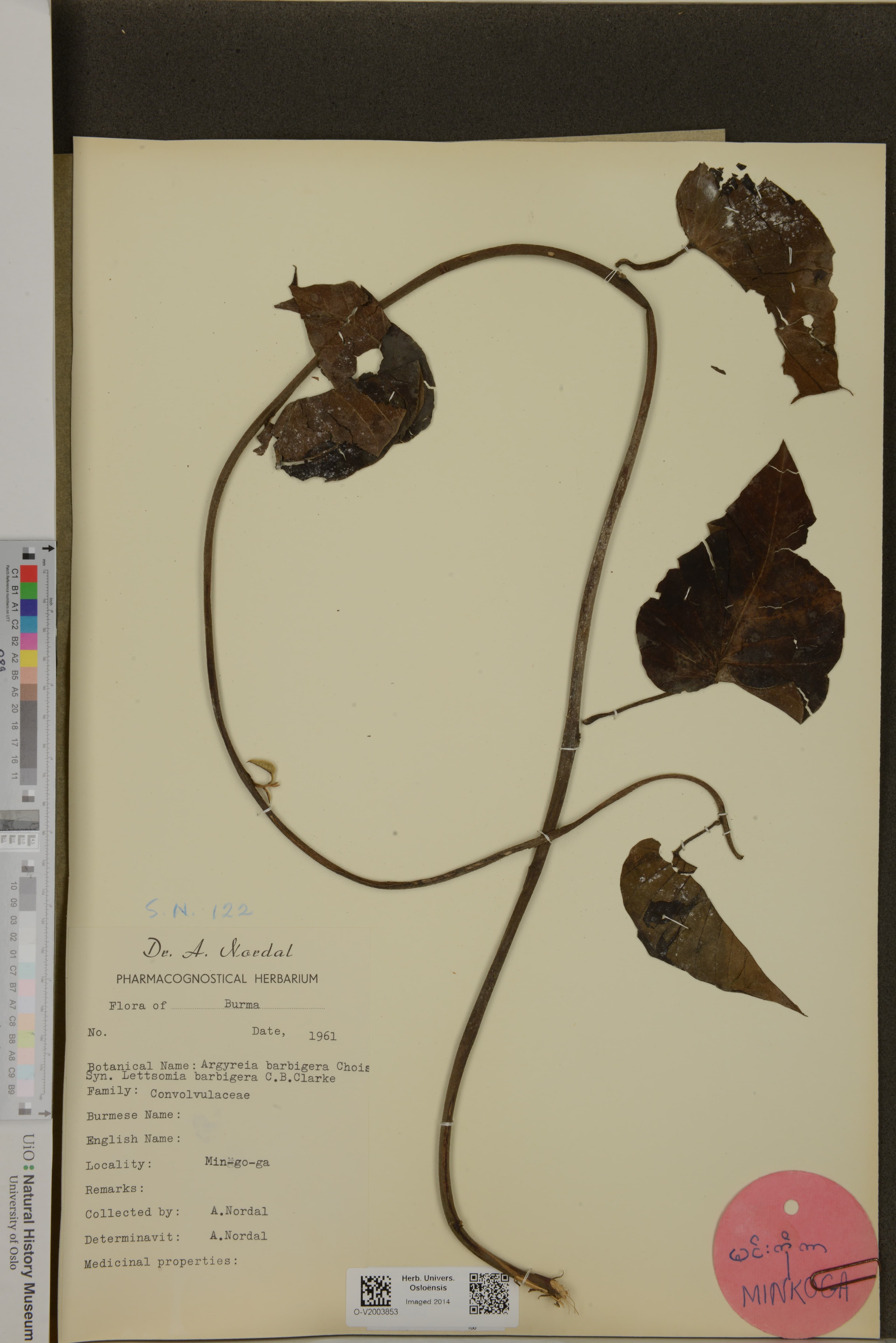 Argyreia barbigera