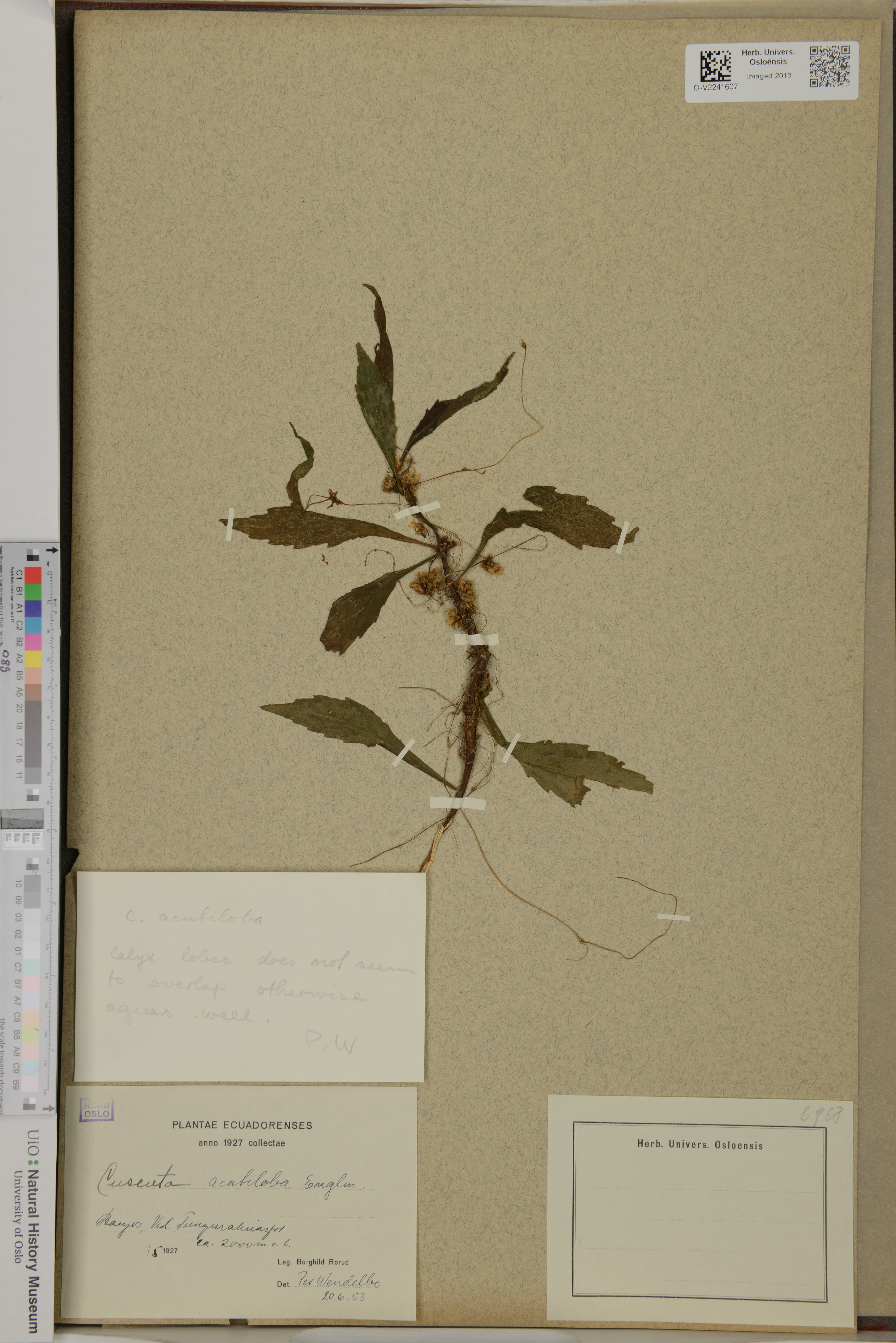 Cuscuta acutiloba