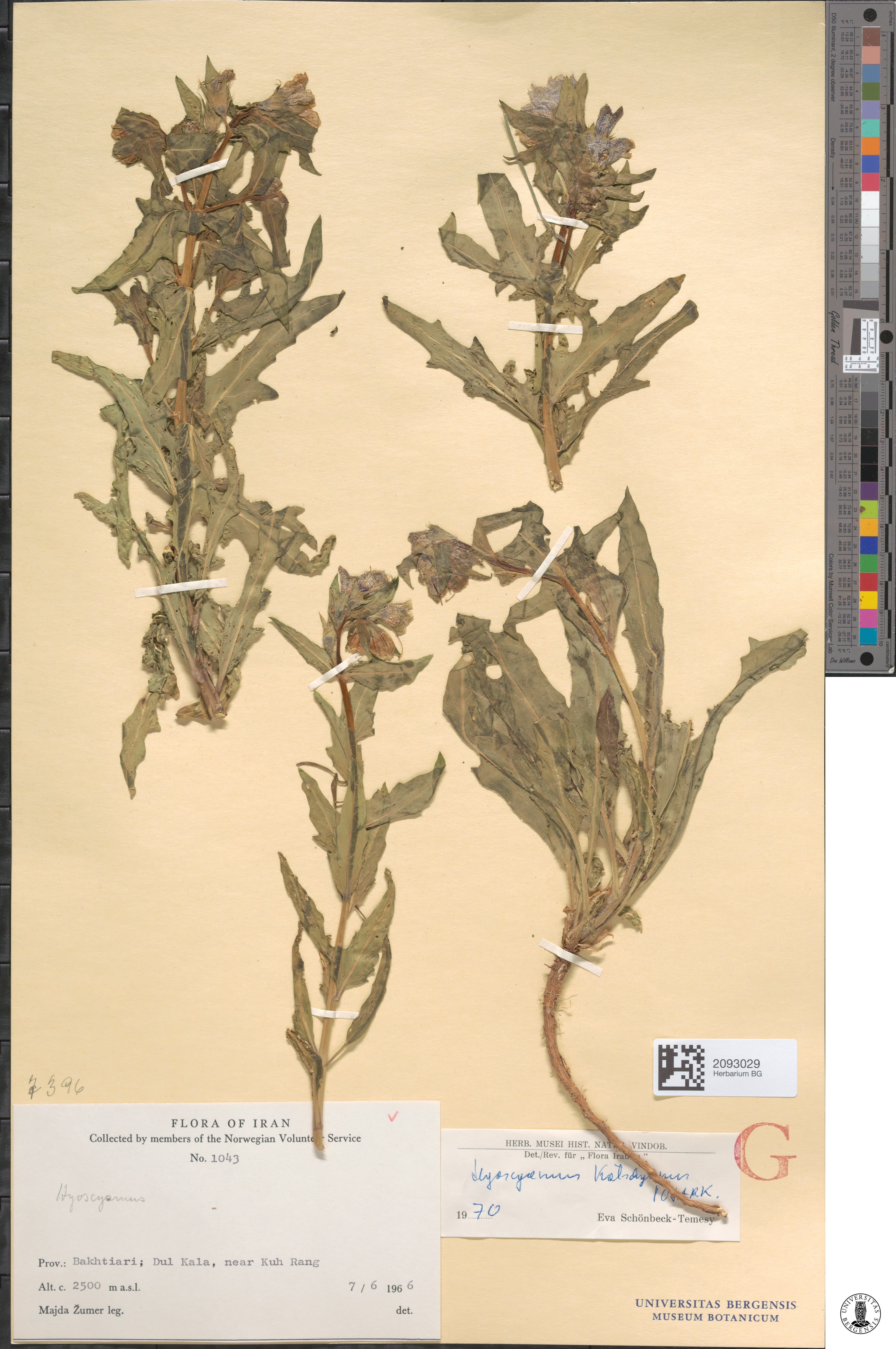 Hyoscyamus kotschyanus