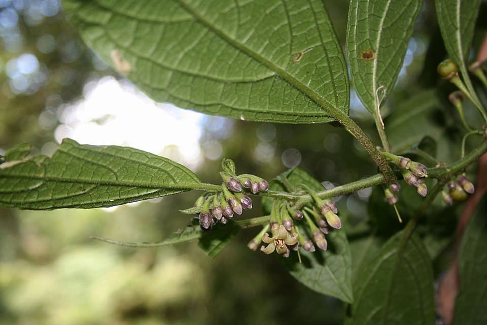 Witheringia nelsonii