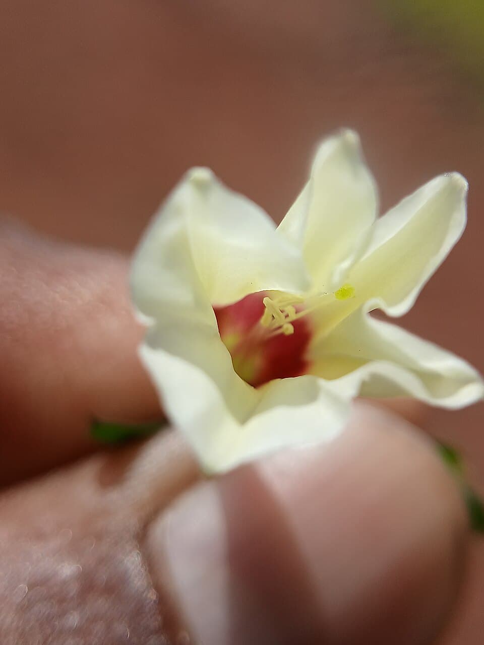 Xenostegia sapinii