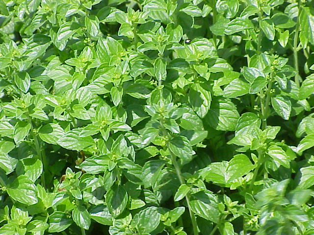 Calamint