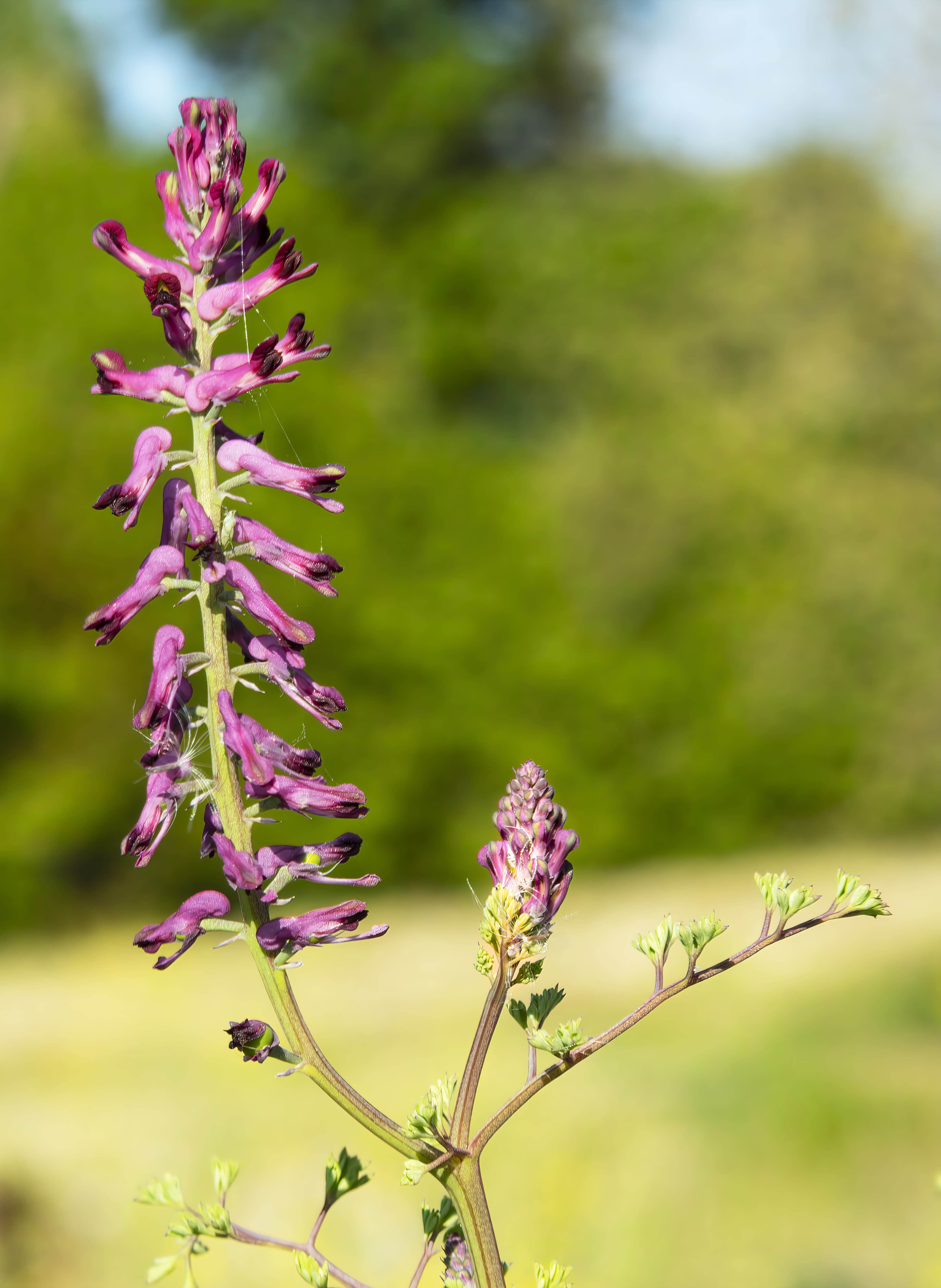 Fumitory