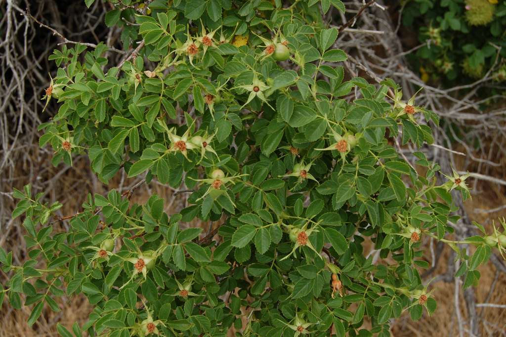 Rose Hips