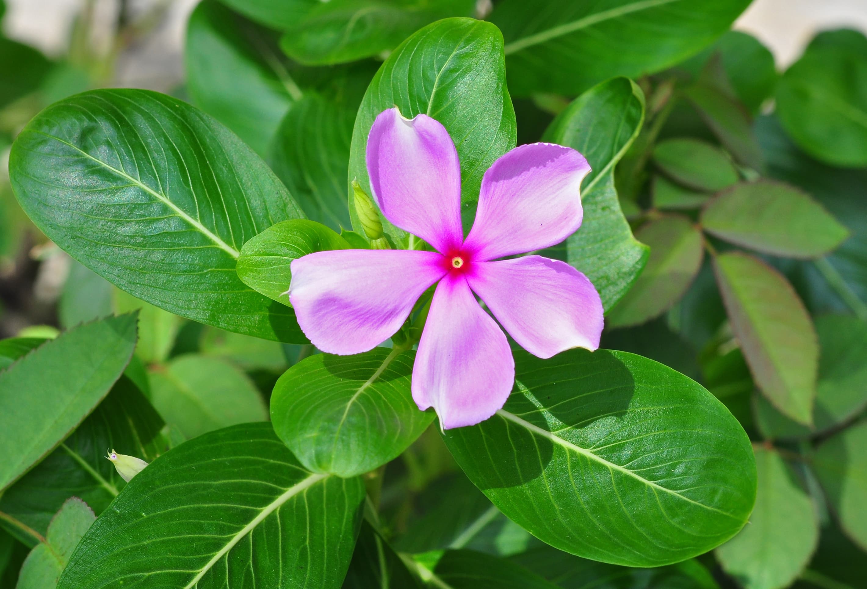 Madagascar periwinkle