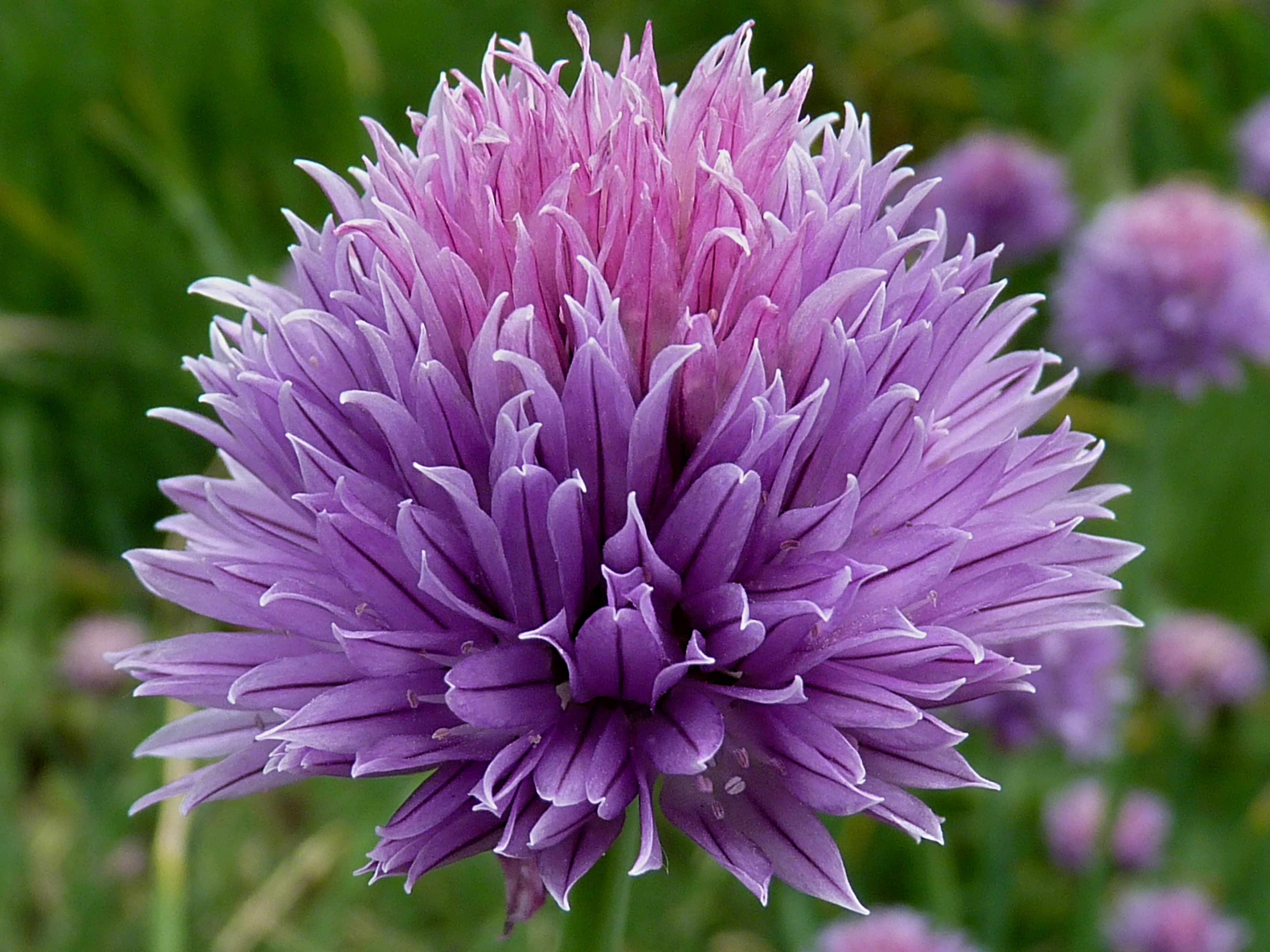 Chives