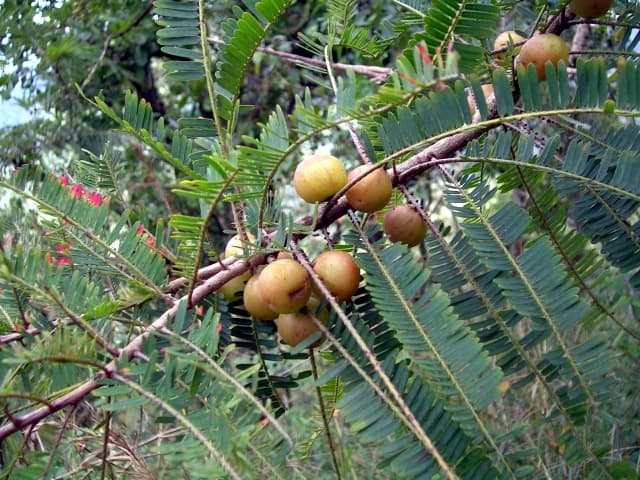 Amalaki (Amla)